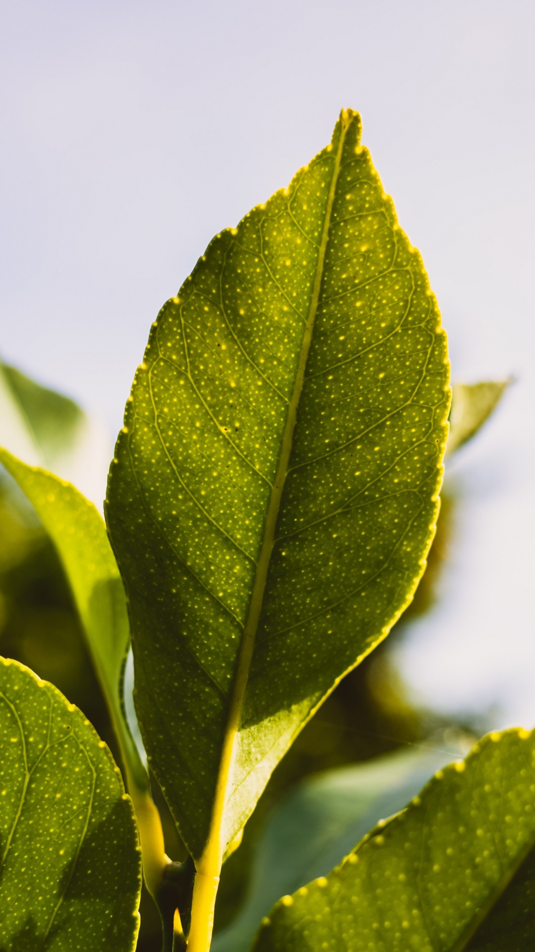 Leaf, Plant, Tree, Terrestrial Plant, Twig. Wallpaper in 1080x1920 Resolution