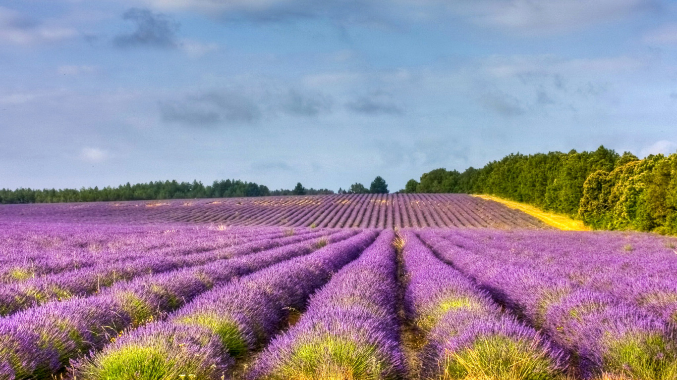 Champ de Fleurs Violettes Sous Ciel Nuageux Pendant la Journée. Wallpaper in 1366x768 Resolution