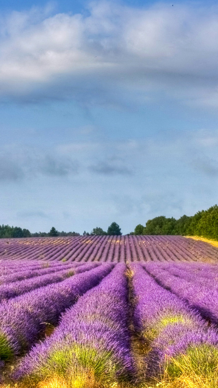 Champ de Fleurs Violettes Sous Ciel Nuageux Pendant la Journée. Wallpaper in 750x1334 Resolution