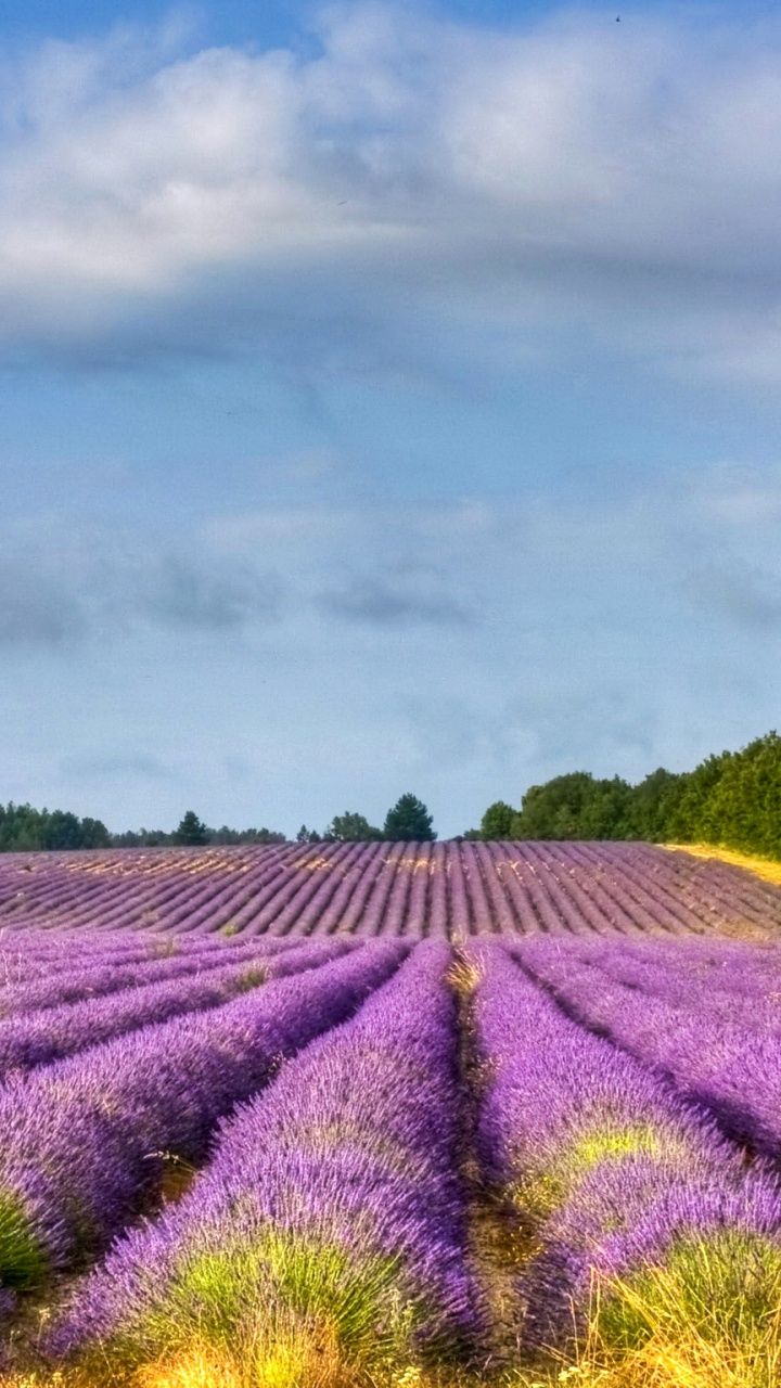 Campo de Flores Moradas Bajo el Cielo Nublado Durante el Día. Wallpaper in 720x1280 Resolution