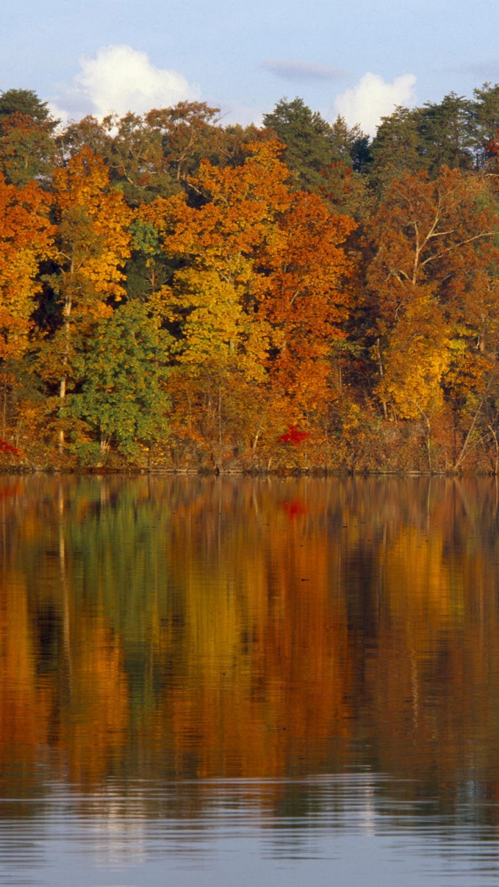 Arbres Verts et Bruns à Côté D'un Plan D'eau Pendant la Journée. Wallpaper in 720x1280 Resolution