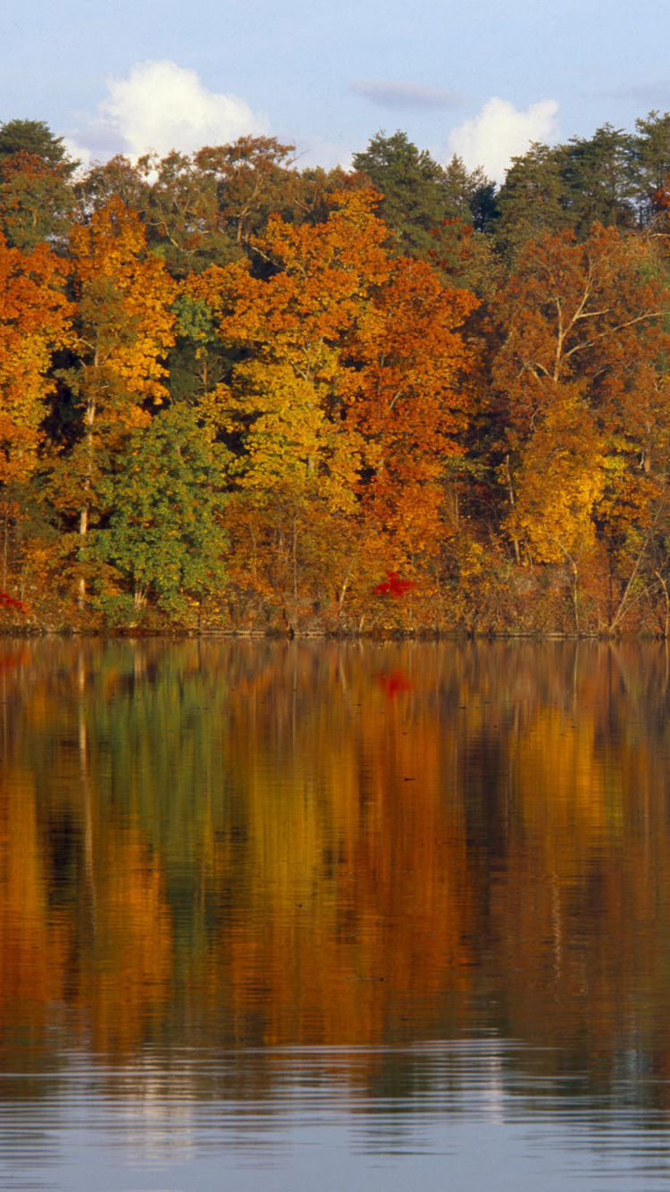 Arbres Verts et Bruns à Côté D'un Plan D'eau Pendant la Journée. Wallpaper in 750x1334 Resolution