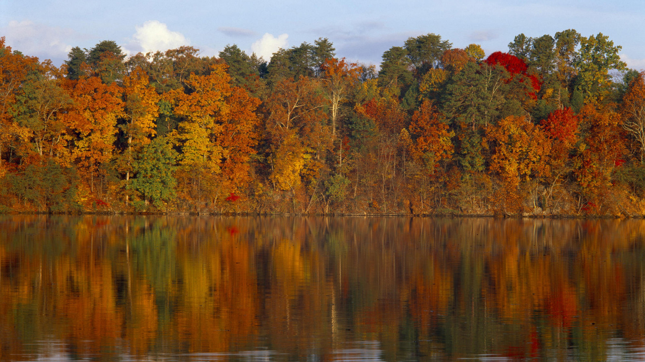 Green and Brown Trees Beside Body of Water During Daytime. Wallpaper in 1280x720 Resolution