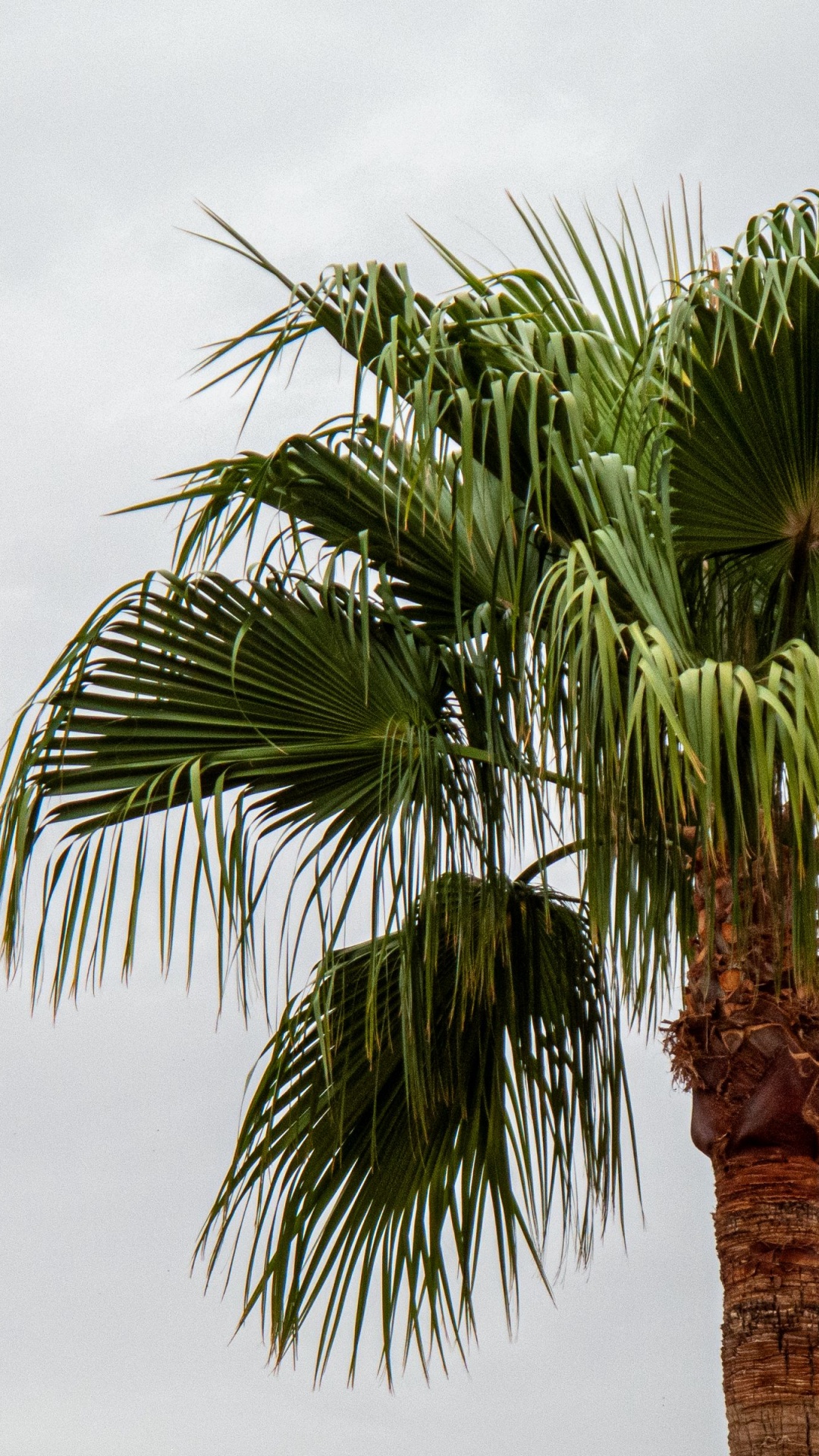 Attalea Speciosa, Tabla, Dipsis, Palma Areca, Palmas de Abanico. Wallpaper in 1080x1920 Resolution