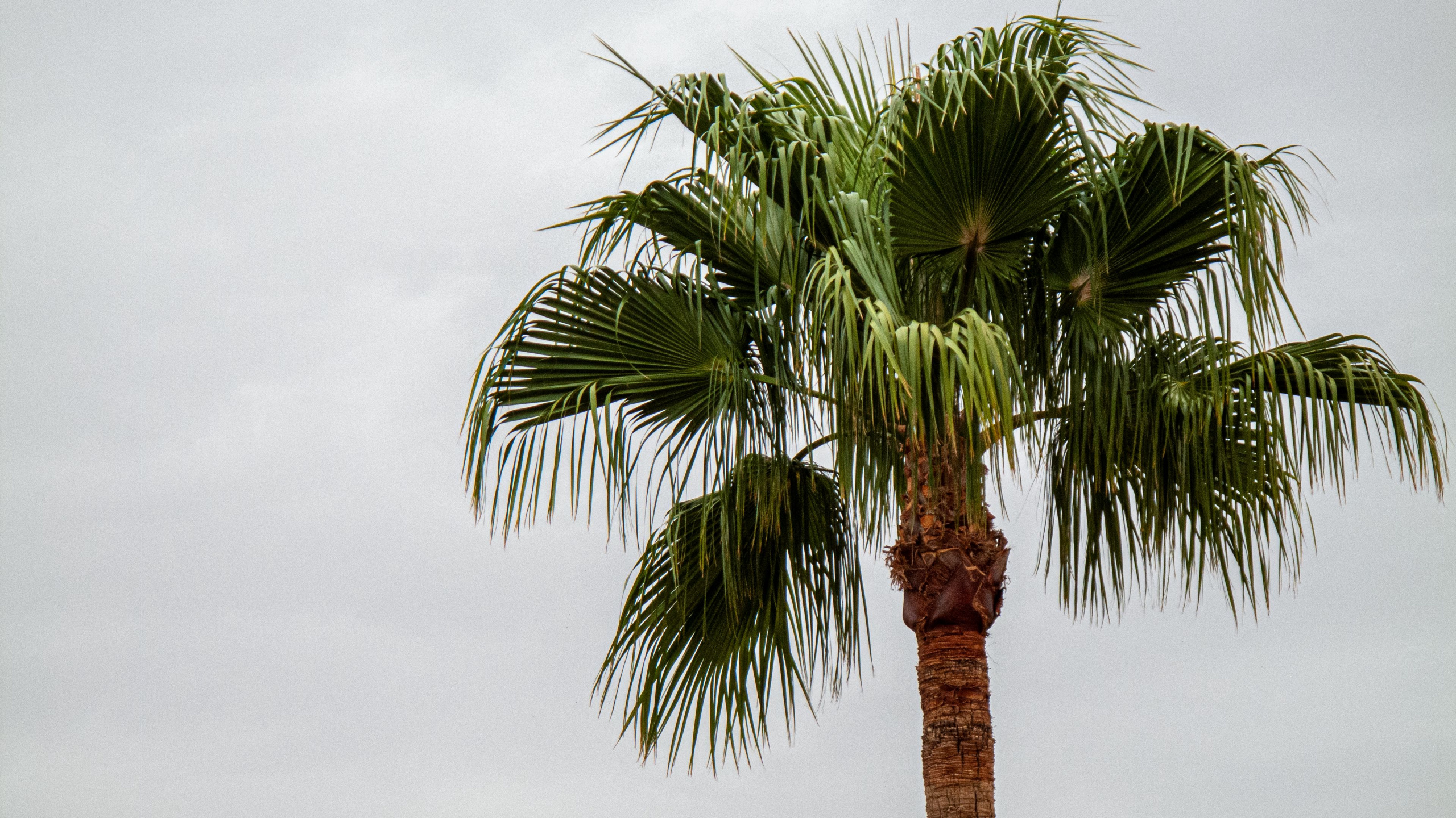 Attalea Speciosa, Table, Dypsis, Areca Palm, Fan Palms. Wallpaper in 2560x1440 Resolution