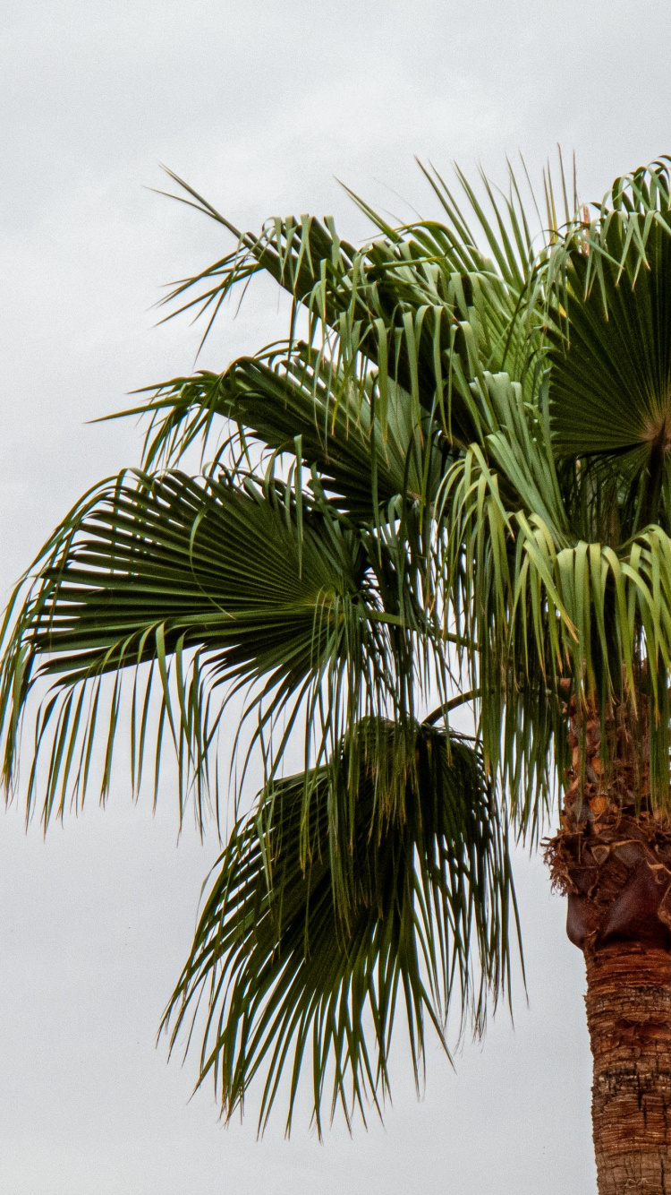 Attalea Speciosa, Table, Dyspe, Palmier D'arec, Palmiers en Éventail. Wallpaper in 750x1334 Resolution