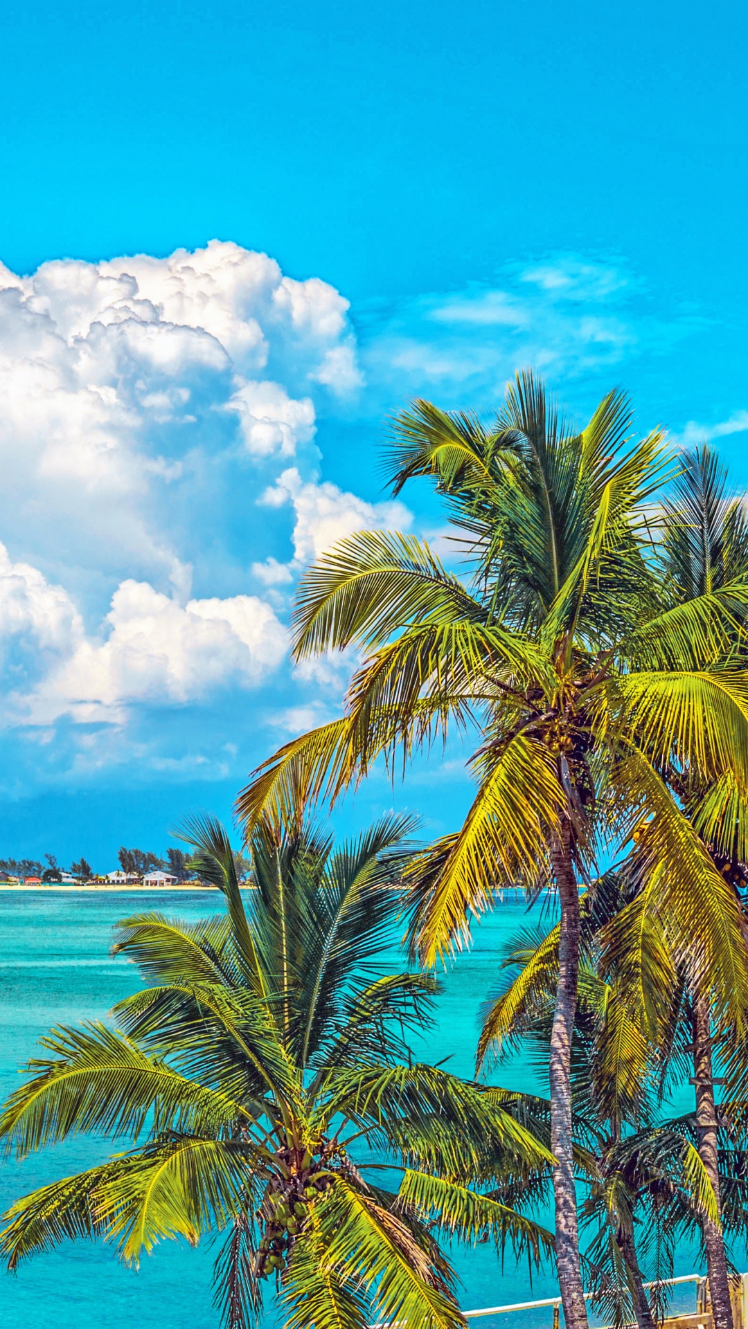 Green Palm Tree Near Body of Water During Daytime. Wallpaper in 1080x1920 Resolution