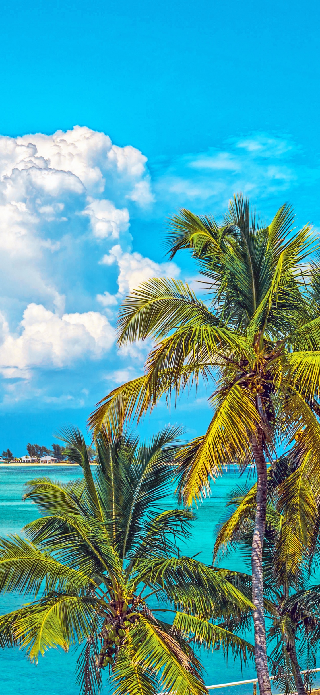 Green Palm Tree Near Body of Water During Daytime. Wallpaper in 1125x2436 Resolution