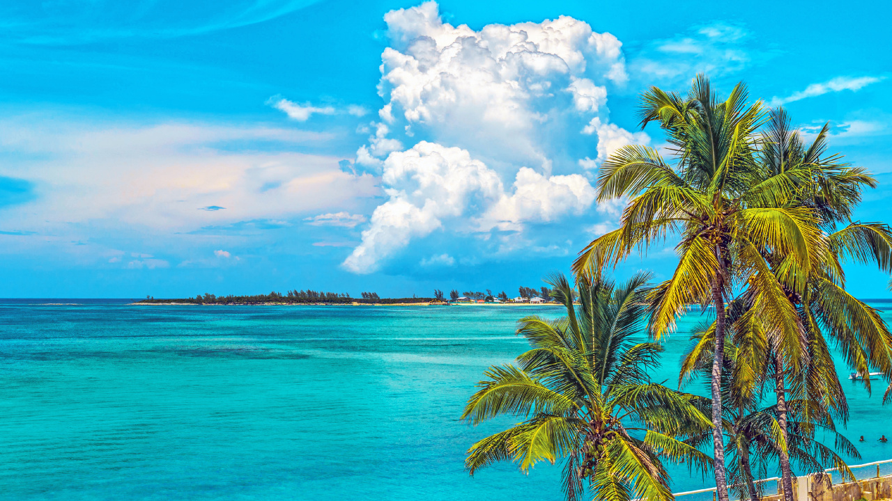 Green Palm Tree Near Body of Water During Daytime. Wallpaper in 1280x720 Resolution