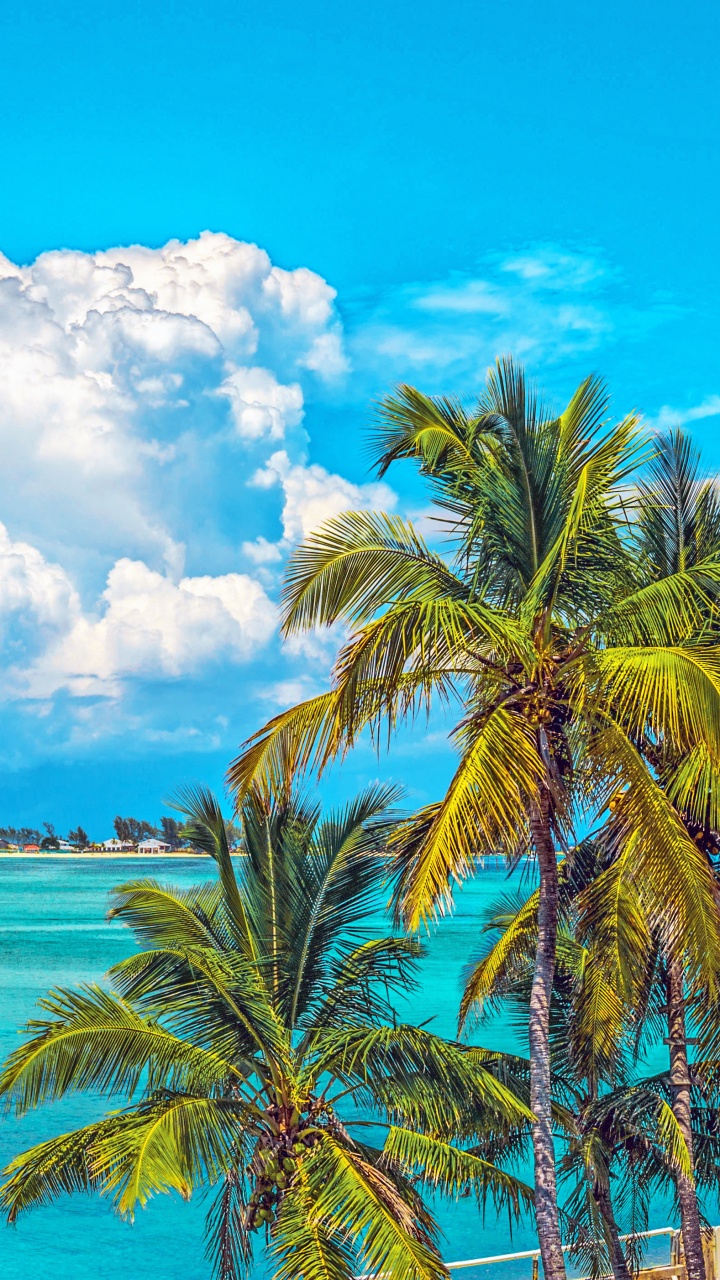 Green Palm Tree Near Body of Water During Daytime. Wallpaper in 720x1280 Resolution