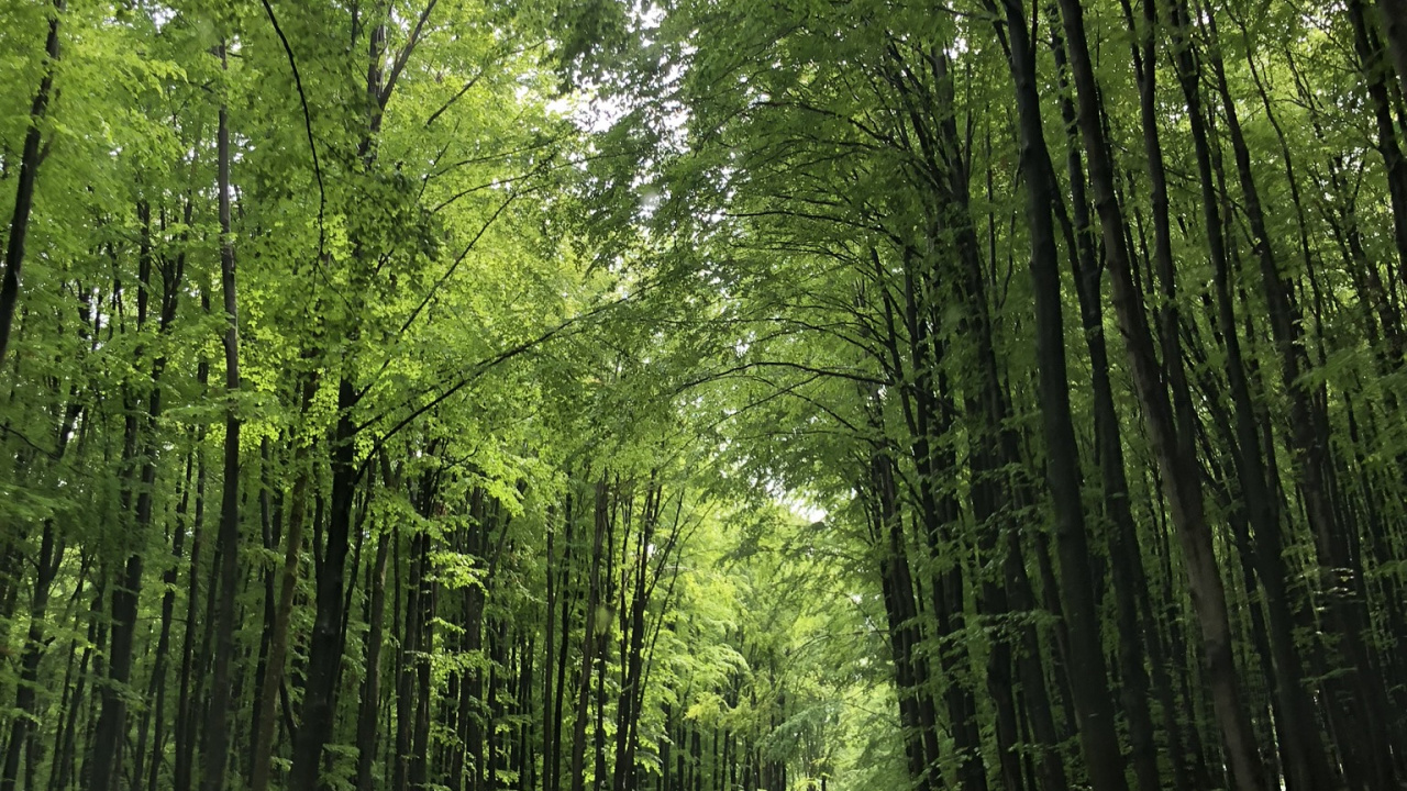 Nature, Road, Green, Natural Environment, Road Surface. Wallpaper in 1280x720 Resolution