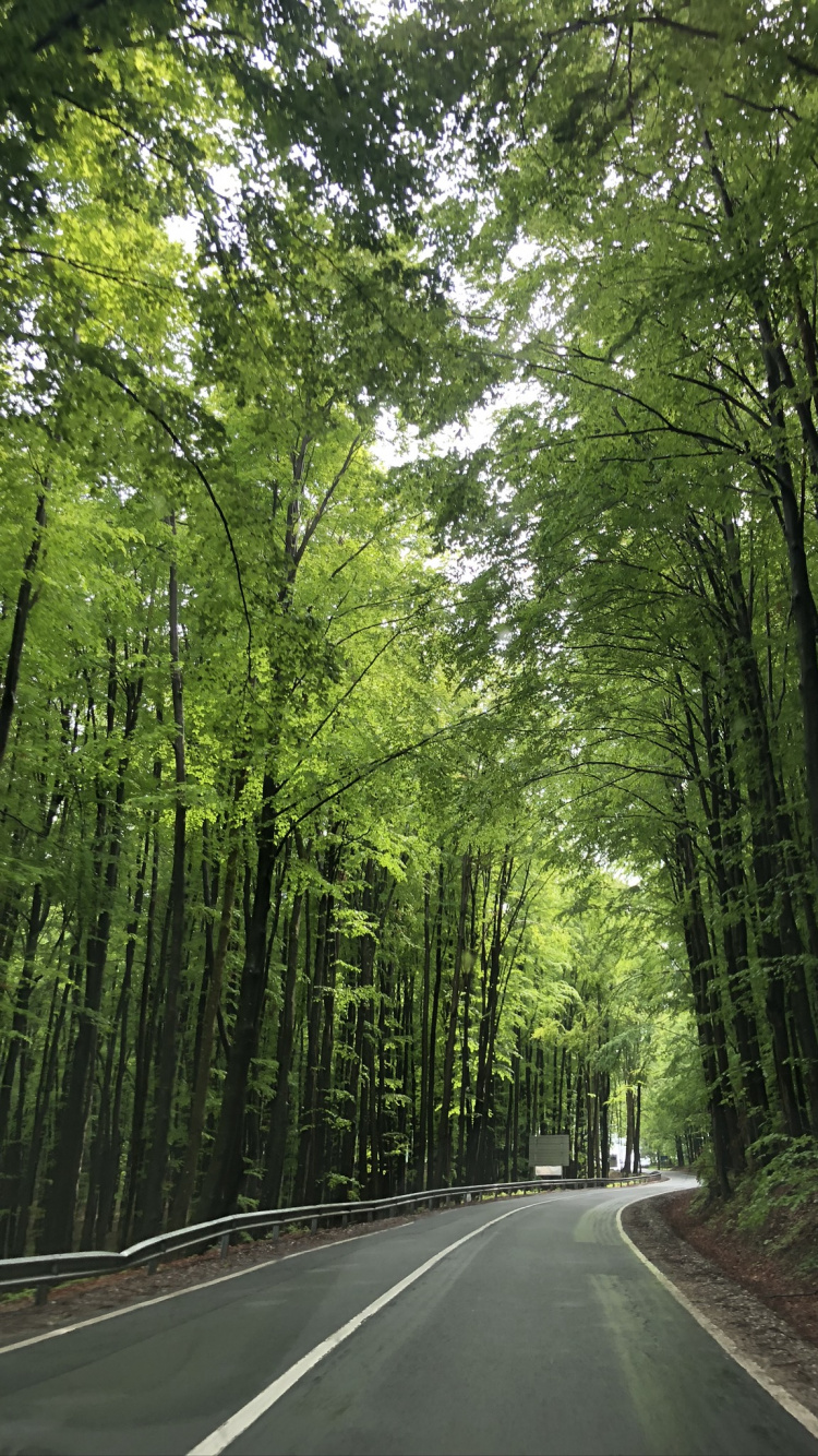 Nature, Road, Green, Natural Environment, Road Surface. Wallpaper in 750x1334 Resolution