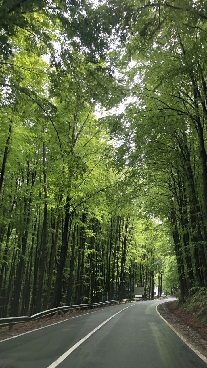 Nature, Route, Green, Environnement Naturel, Surface de la Route. Wallpaper in 720x1280 Resolution