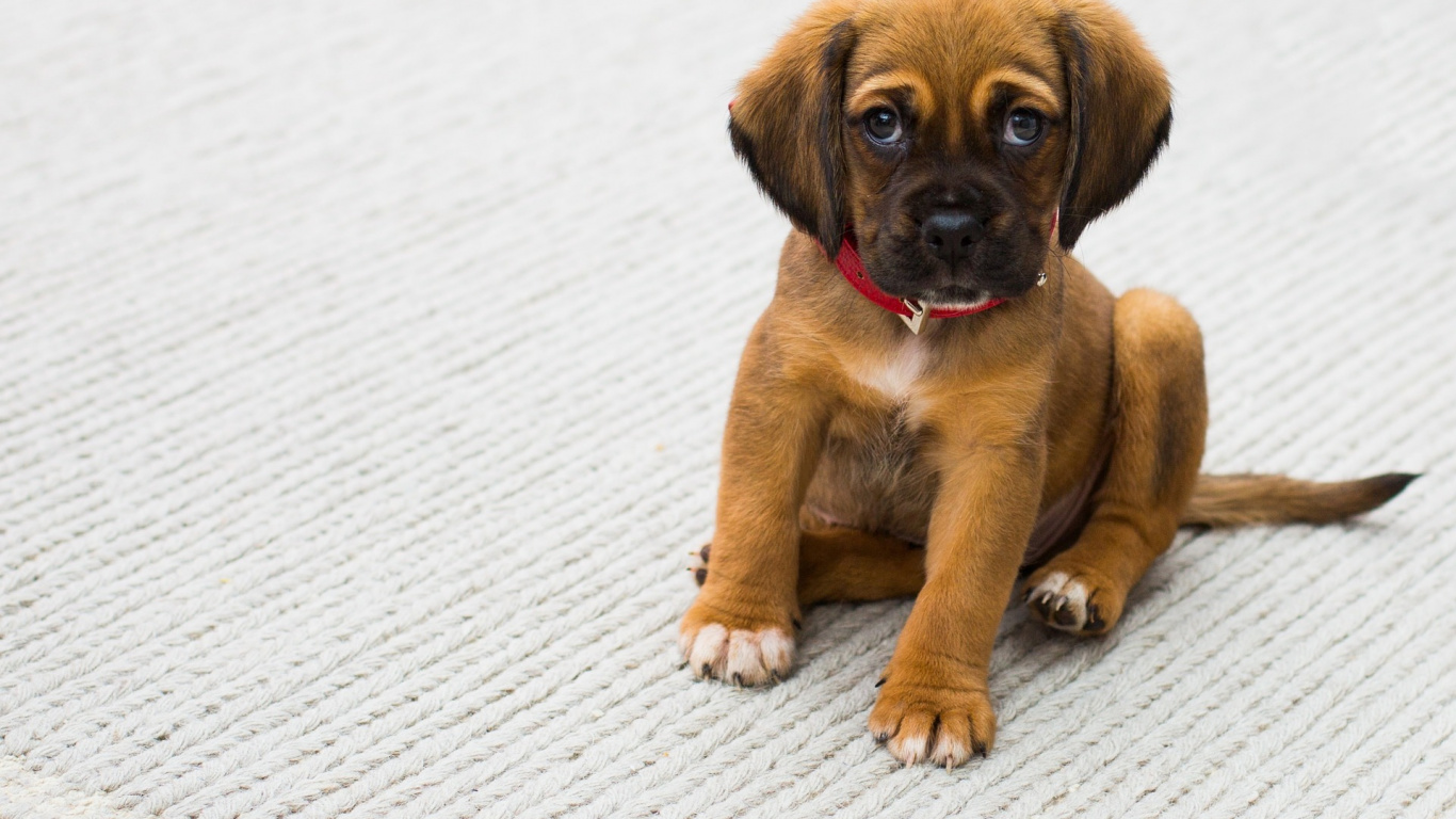 Brown Short Coated Puppy on White Wooden Floor. Wallpaper in 1366x768 Resolution