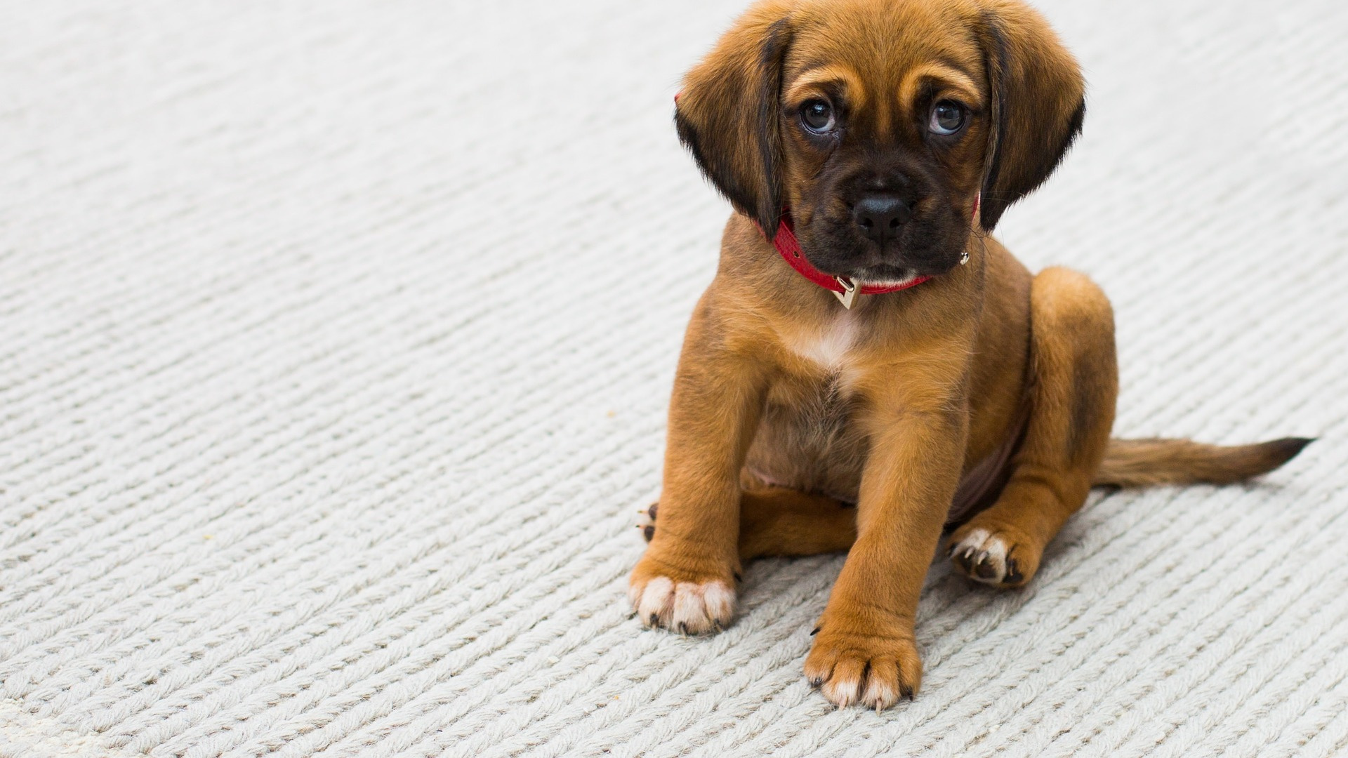 Brown Short Coated Puppy on White Wooden Floor. Wallpaper in 1920x1080 Resolution