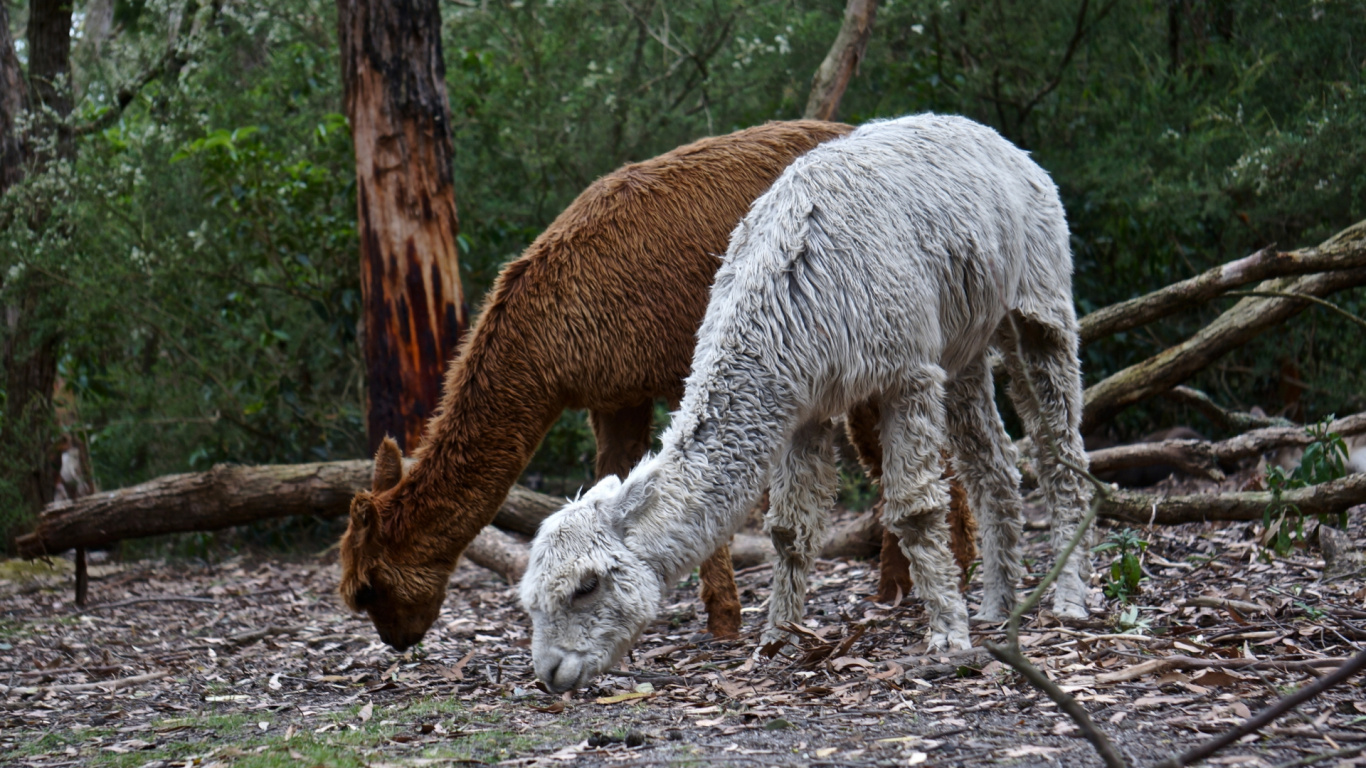 White and Brown Horse Eating Grass. Wallpaper in 1366x768 Resolution