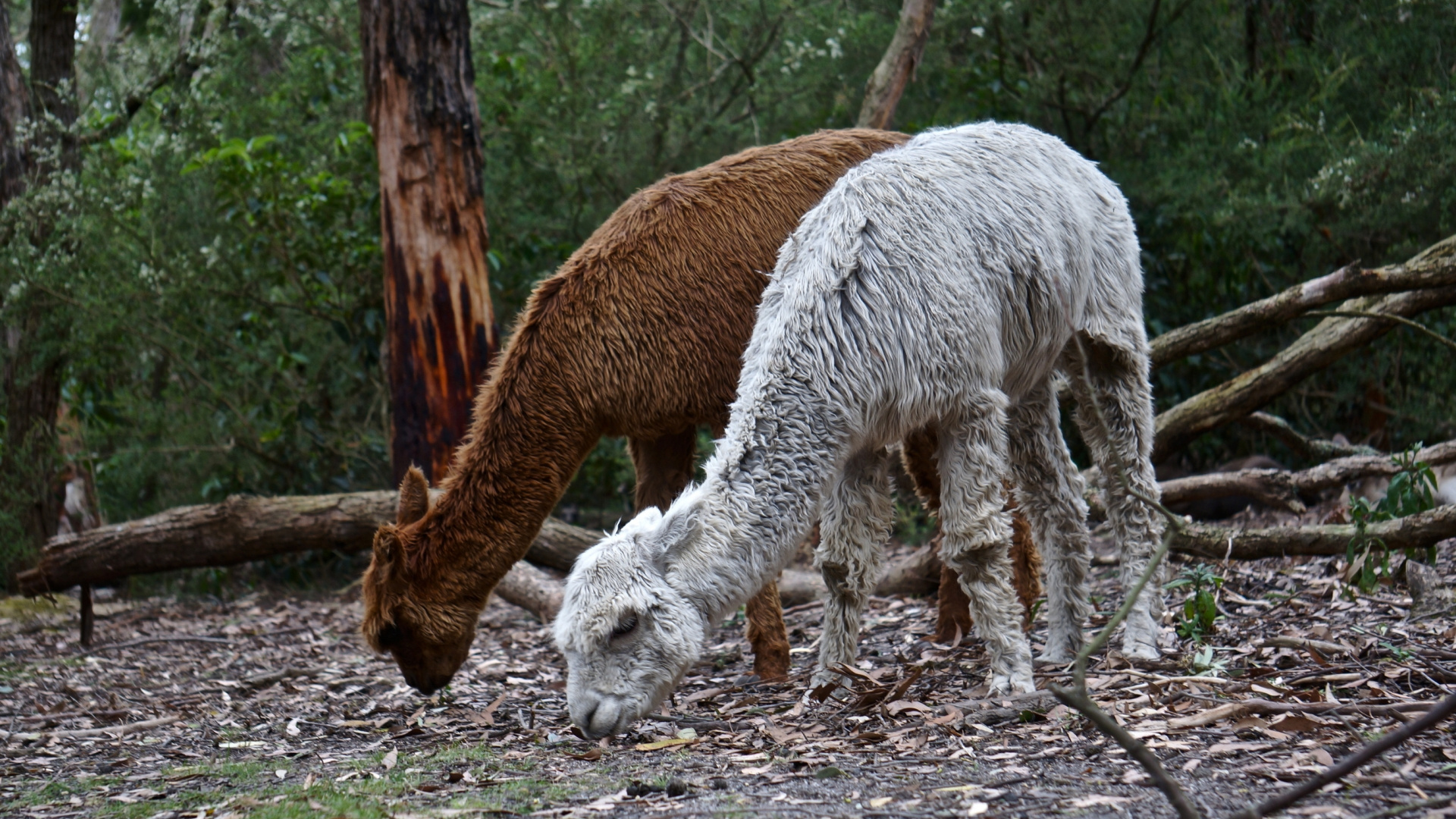 White and Brown Horse Eating Grass. Wallpaper in 1920x1080 Resolution