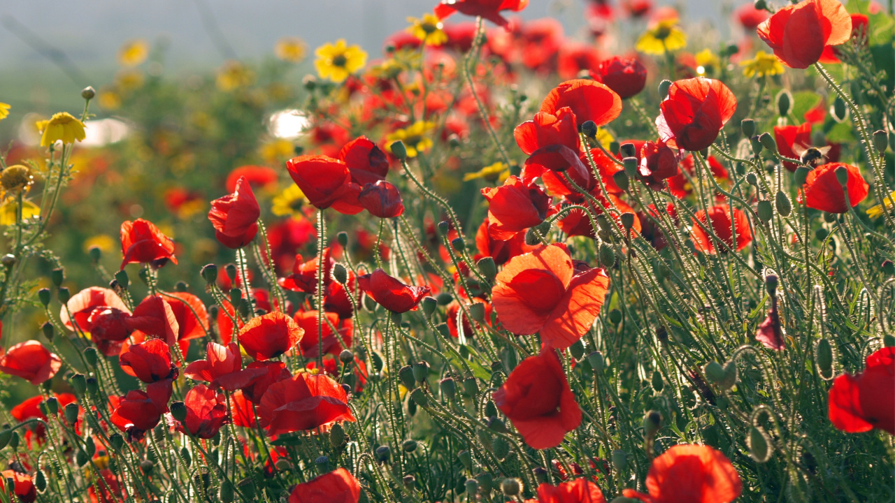 Red Flowers on Green Grass Field During Daytime. Wallpaper in 1280x720 Resolution