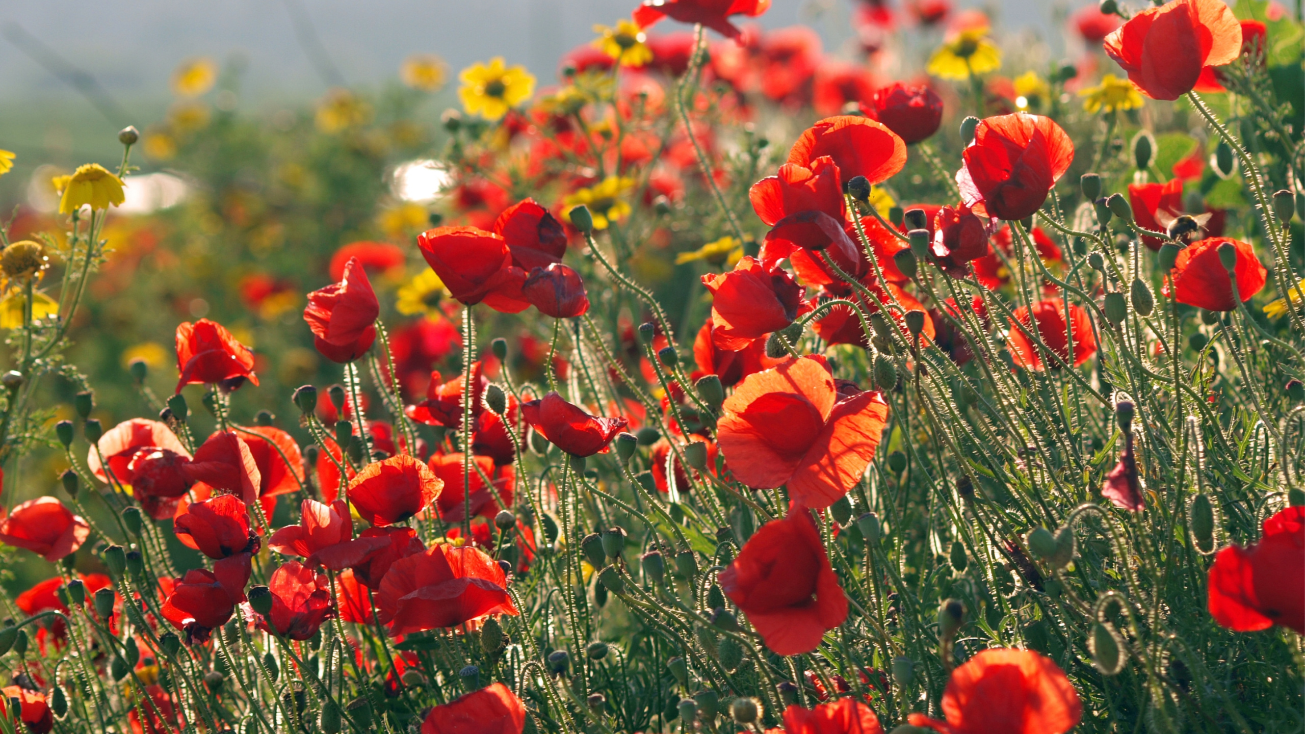 Red Flowers on Green Grass Field During Daytime. Wallpaper in 2560x1440 Resolution