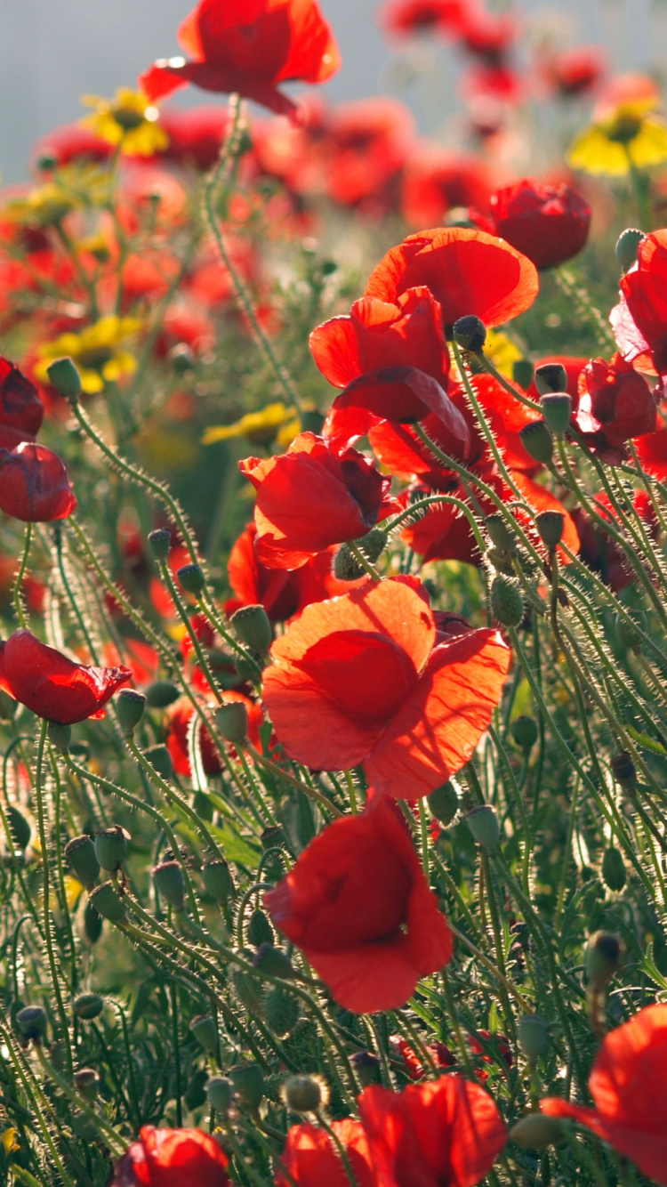 Red Flowers on Green Grass Field During Daytime. Wallpaper in 750x1334 Resolution