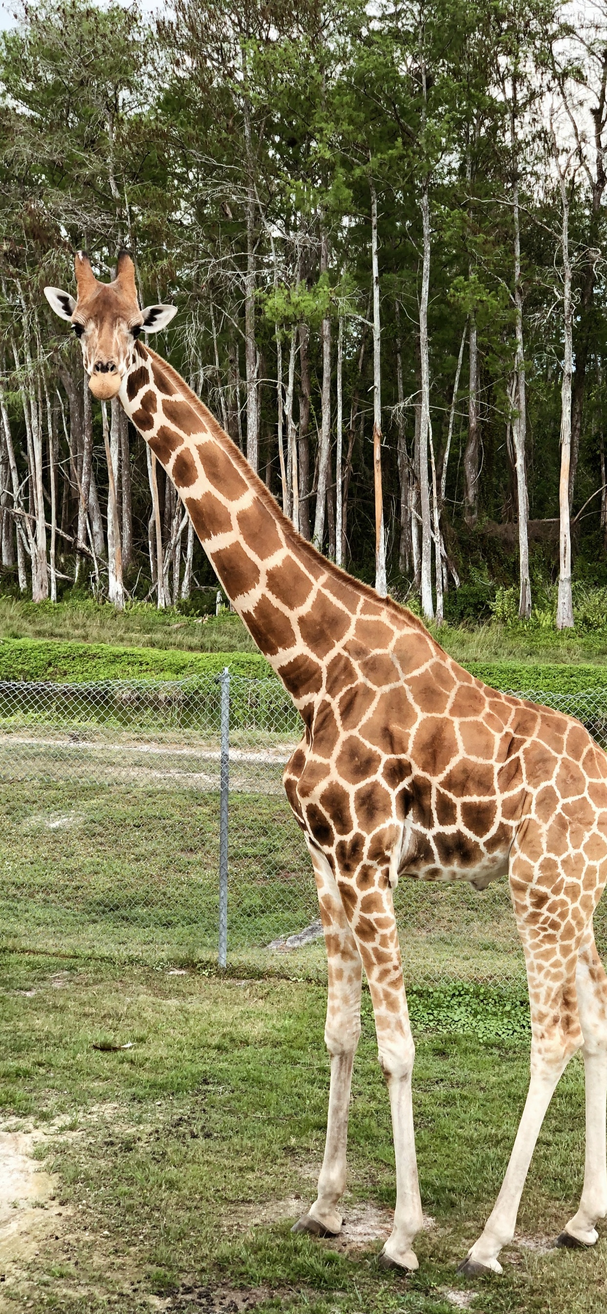 Giraffe, Terrestrial Animal, Biology, Science, Giraffidae. Wallpaper in 1242x2688 Resolution