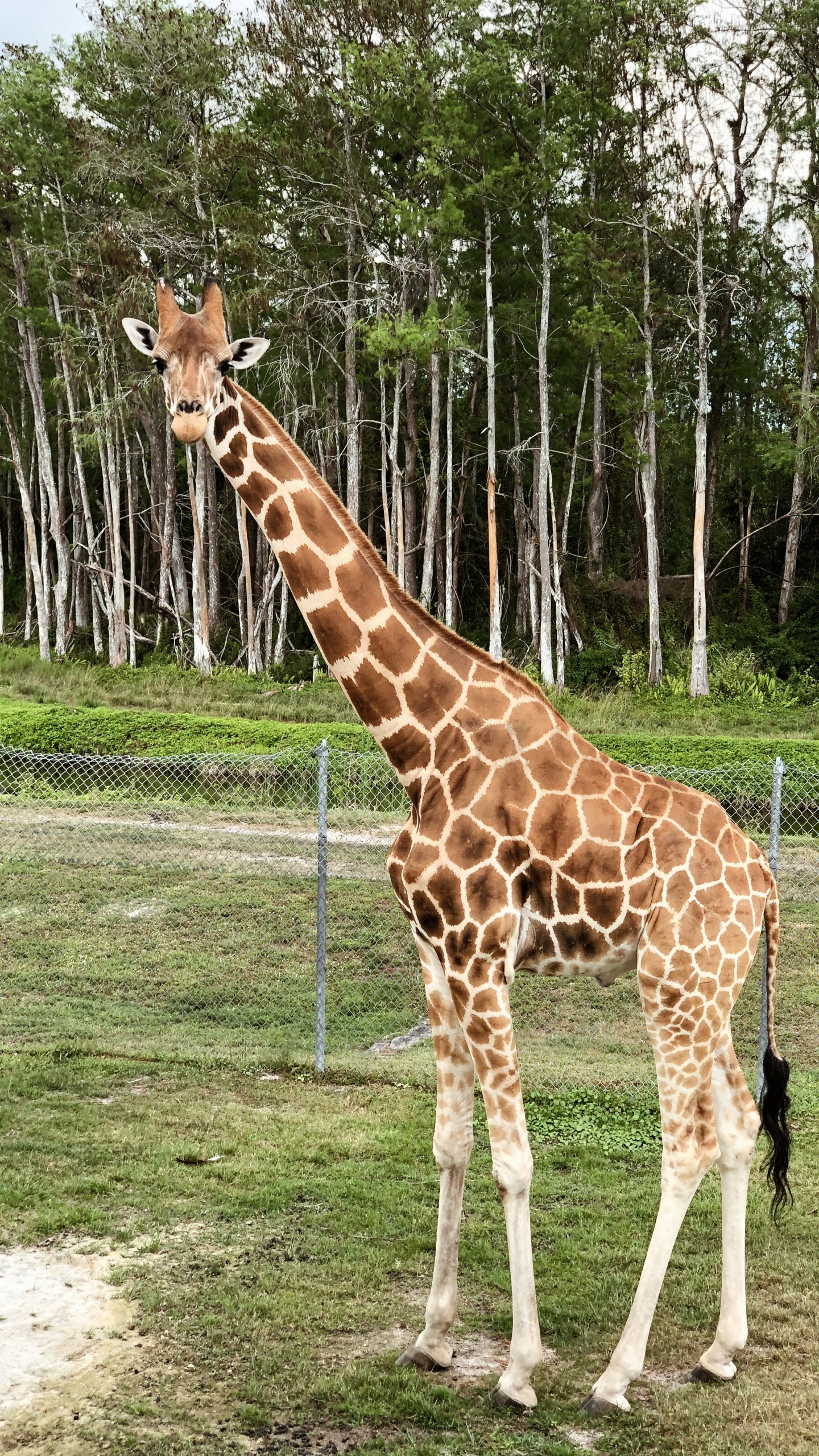 Giraffe, Terrestrial Animal, Biology, Science, Giraffidae. Wallpaper in 1440x2560 Resolution