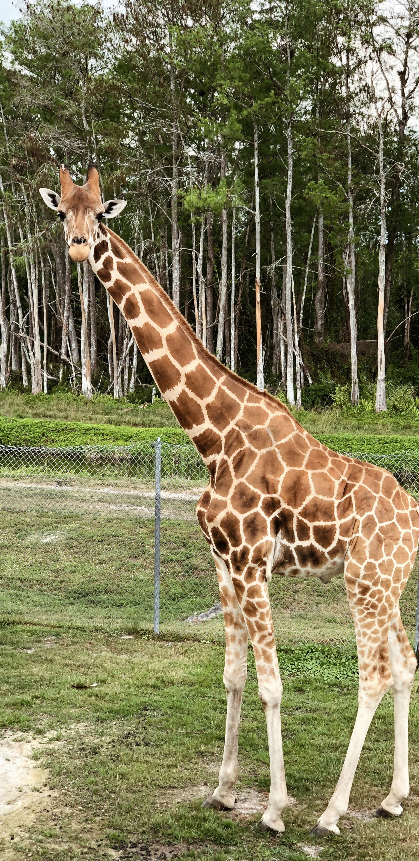 Giraffe, Terrestrische Tier, Biologie, Wissenschaft, Giraffidae. Wallpaper in 1440x2960 Resolution