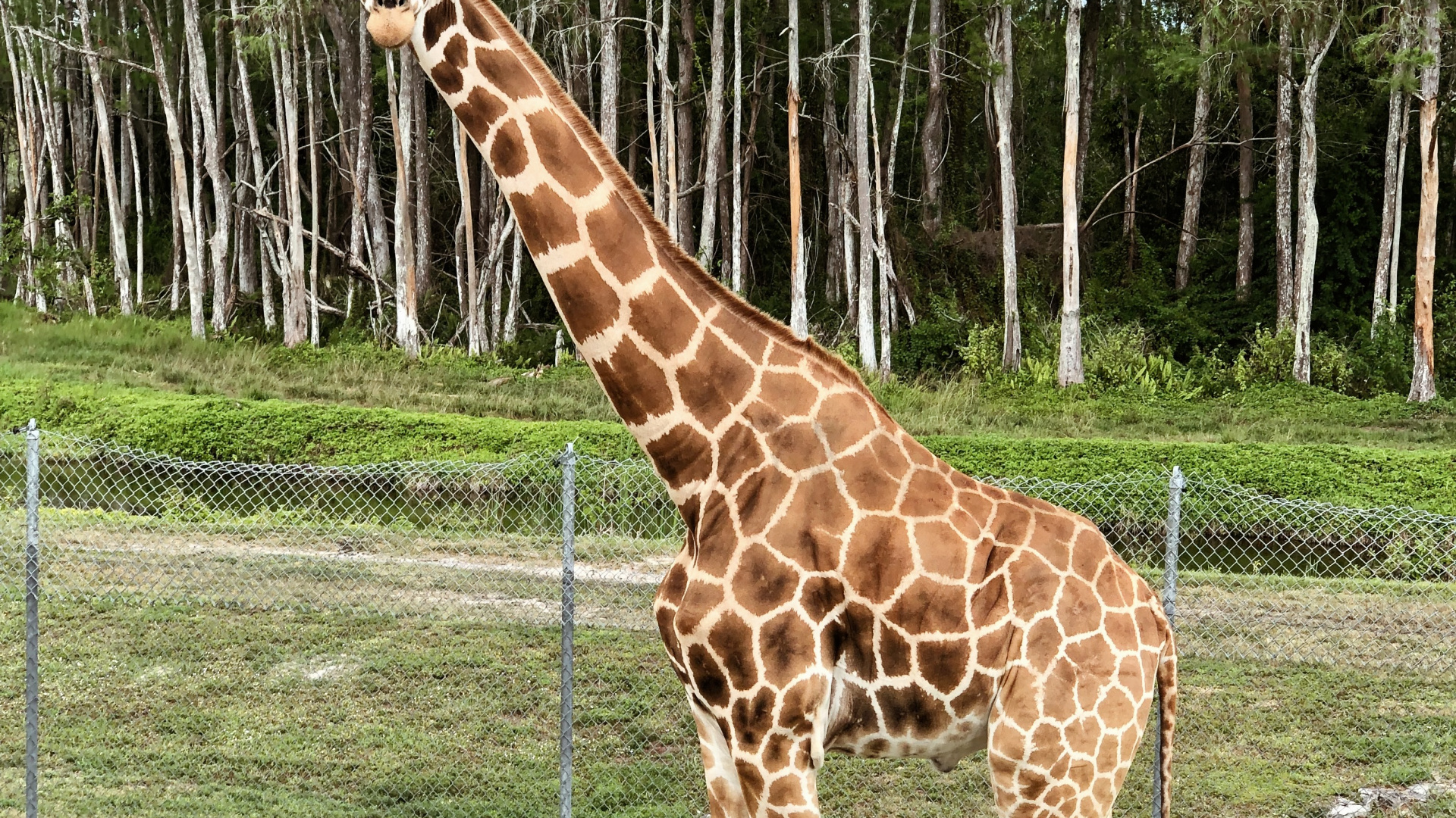 Giraffe, Terrestrische Tier, Biologie, Wissenschaft, Giraffidae. Wallpaper in 1920x1080 Resolution