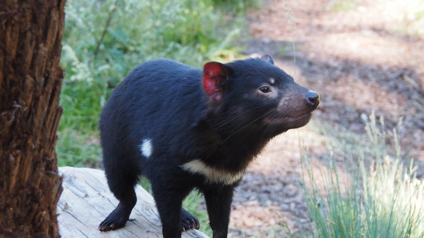 el Diablo de Tasmania, Australia, Los Animales Terrestres, Marsupial, Fauna. Wallpaper in 1366x768 Resolution