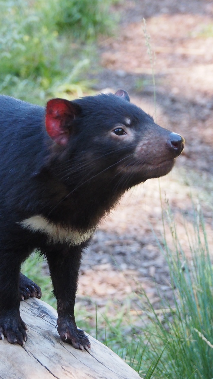 el Diablo de Tasmania, Australia, Los Animales Terrestres, Marsupial, Fauna. Wallpaper in 720x1280 Resolution