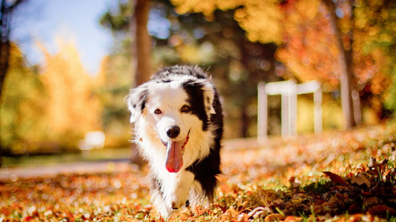 Black and White Border Collie on Brown Dried Leaves During Daytime. Wallpaper in 1280x720 Resolution