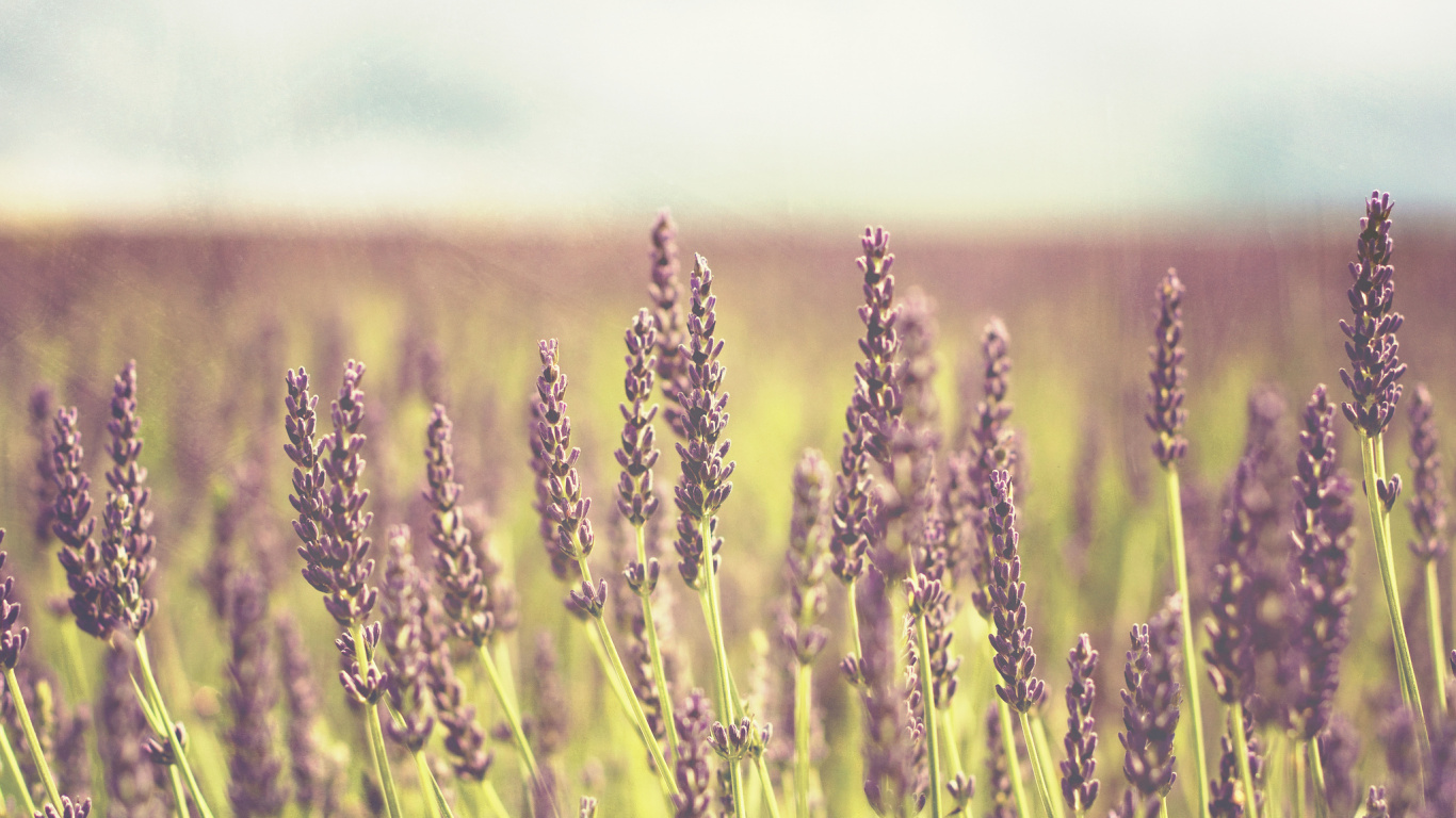 Brown Wheat Field During Daytime. Wallpaper in 1366x768 Resolution