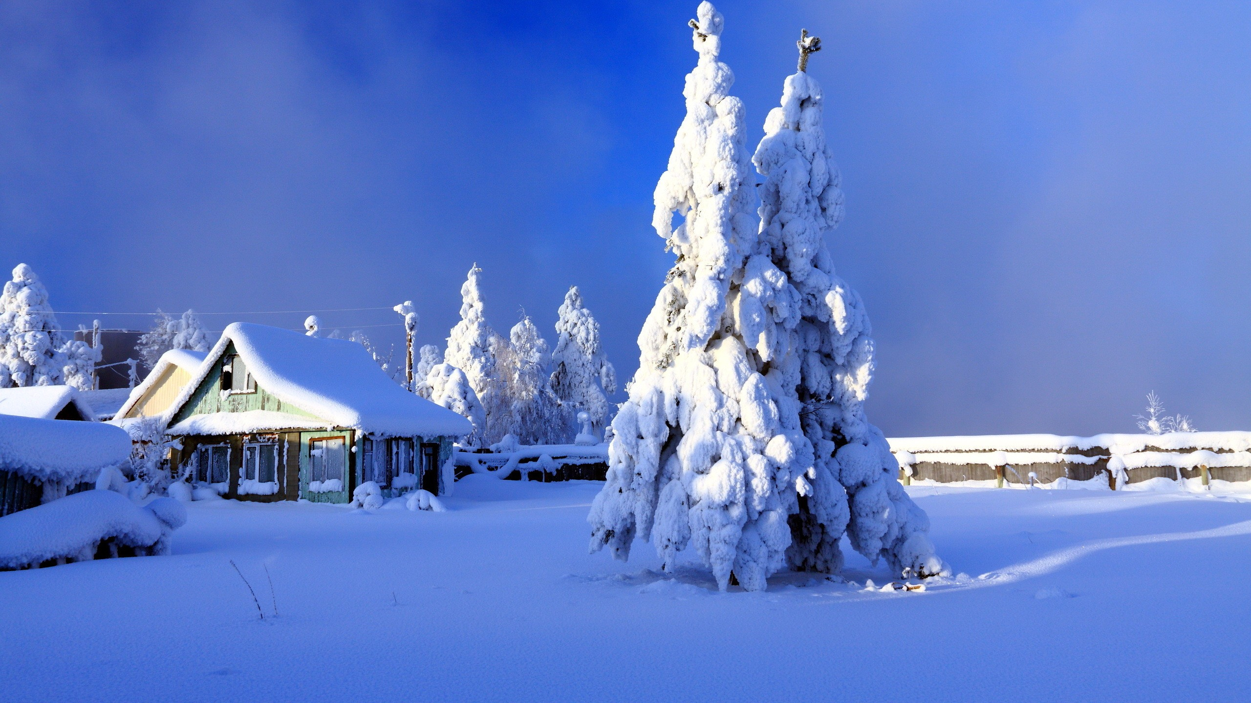 Weißer Baum Bedeckt Mit Schnee Unter Blauem Himmel Tagsüber. Wallpaper in 2560x1440 Resolution