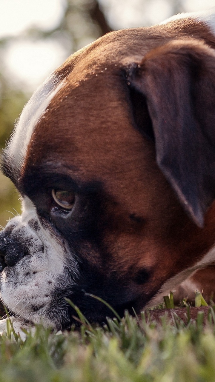 Perro de Pelo Corto Marrón y Blanco Sobre la Hierba Verde Durante el Día. Wallpaper in 720x1280 Resolution