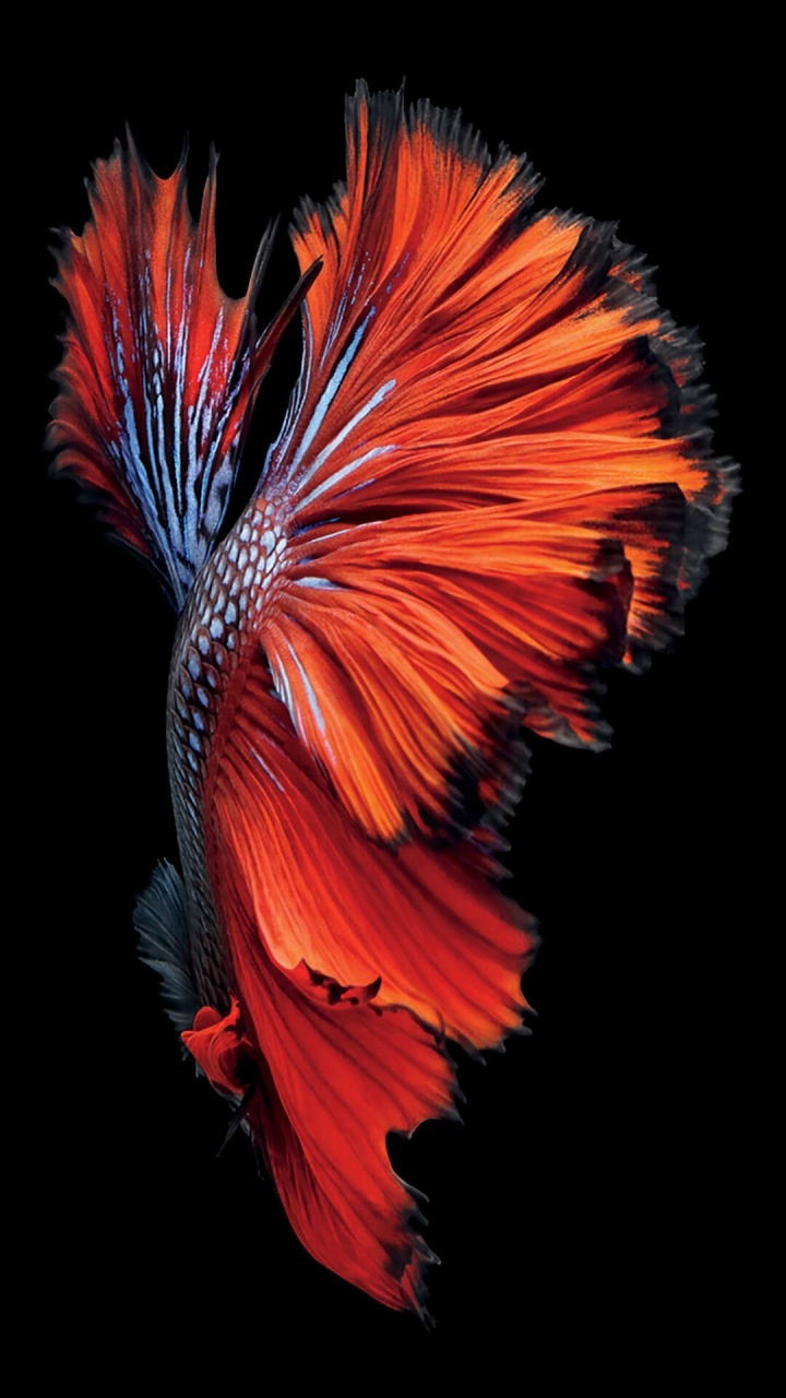 Apple, IOS 10, IPhone, Apples, Ios. Wallpaper in 720x1280 Resolution