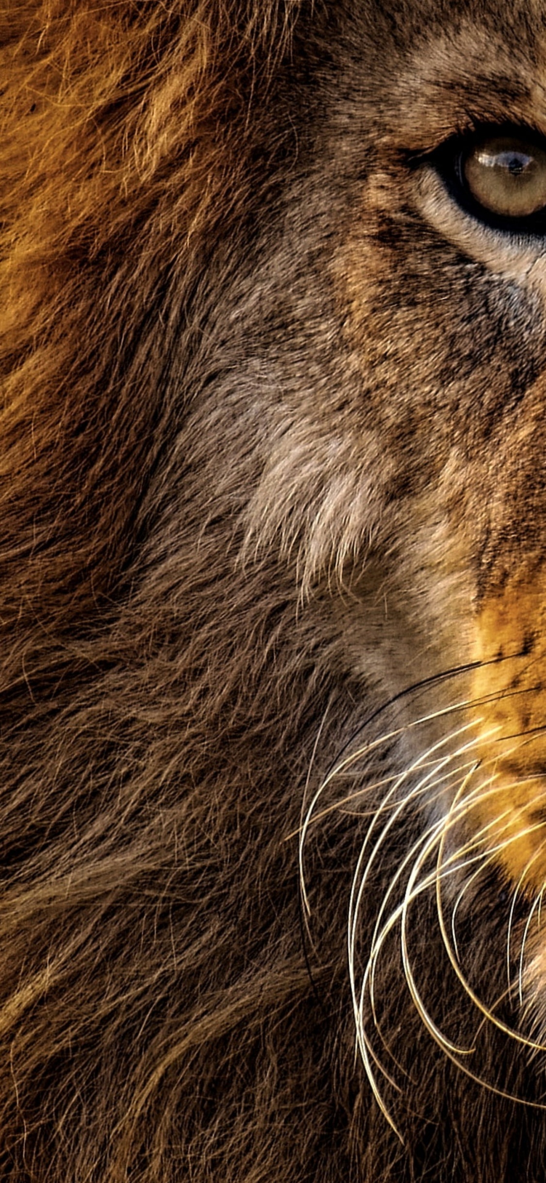 Lions Animal, Lion, Big Cat, Les Lions Rugir, Rugissement. Wallpaper in 1125x2436 Resolution