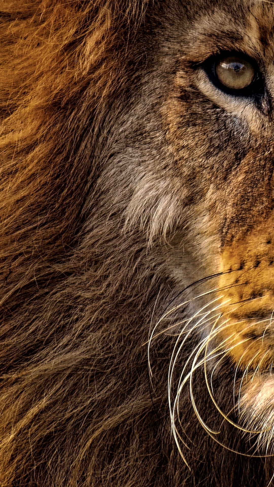 Lions Animal, Lion, Big Cat, Lions Roar, Roar. Wallpaper in 1080x1920 Resolution