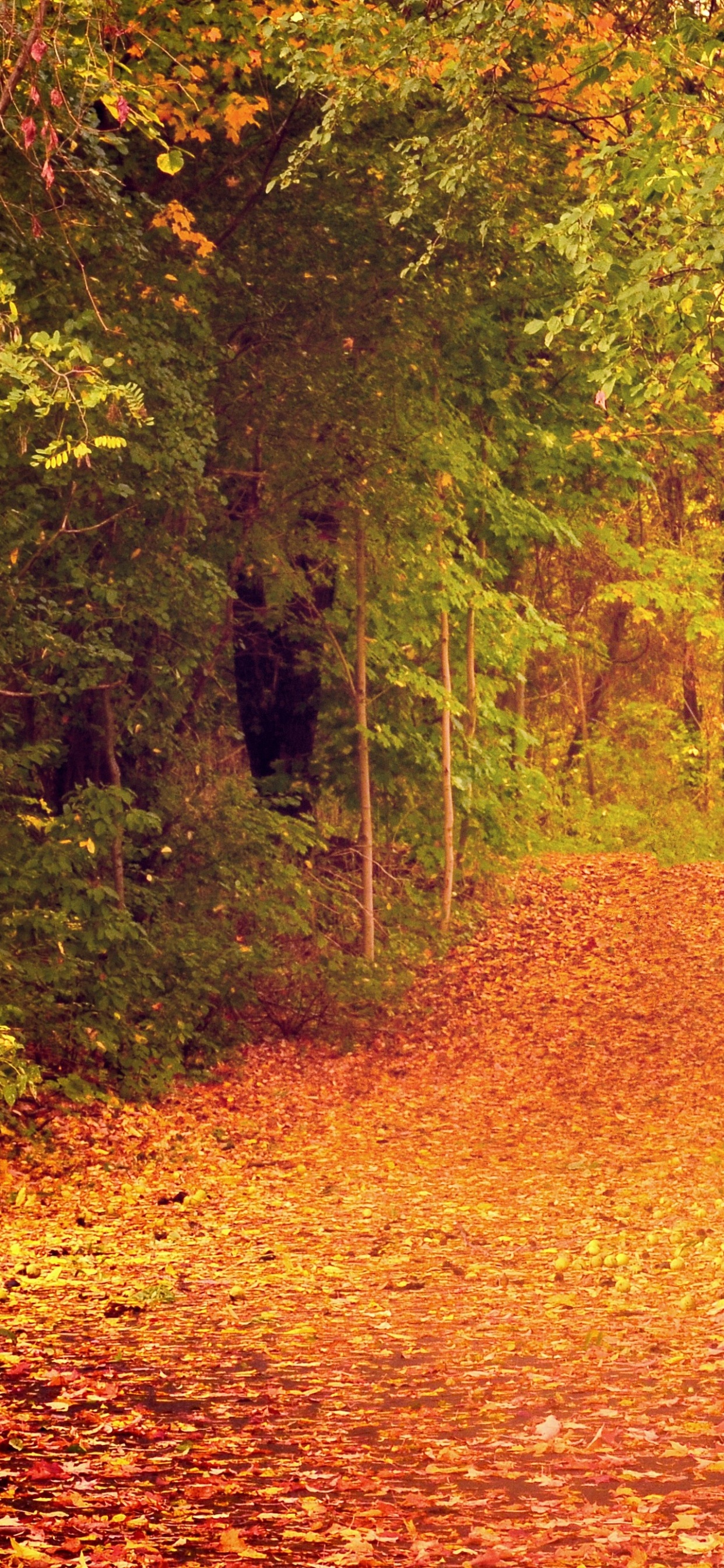 Brown Leaves on The Ground. Wallpaper in 1242x2688 Resolution