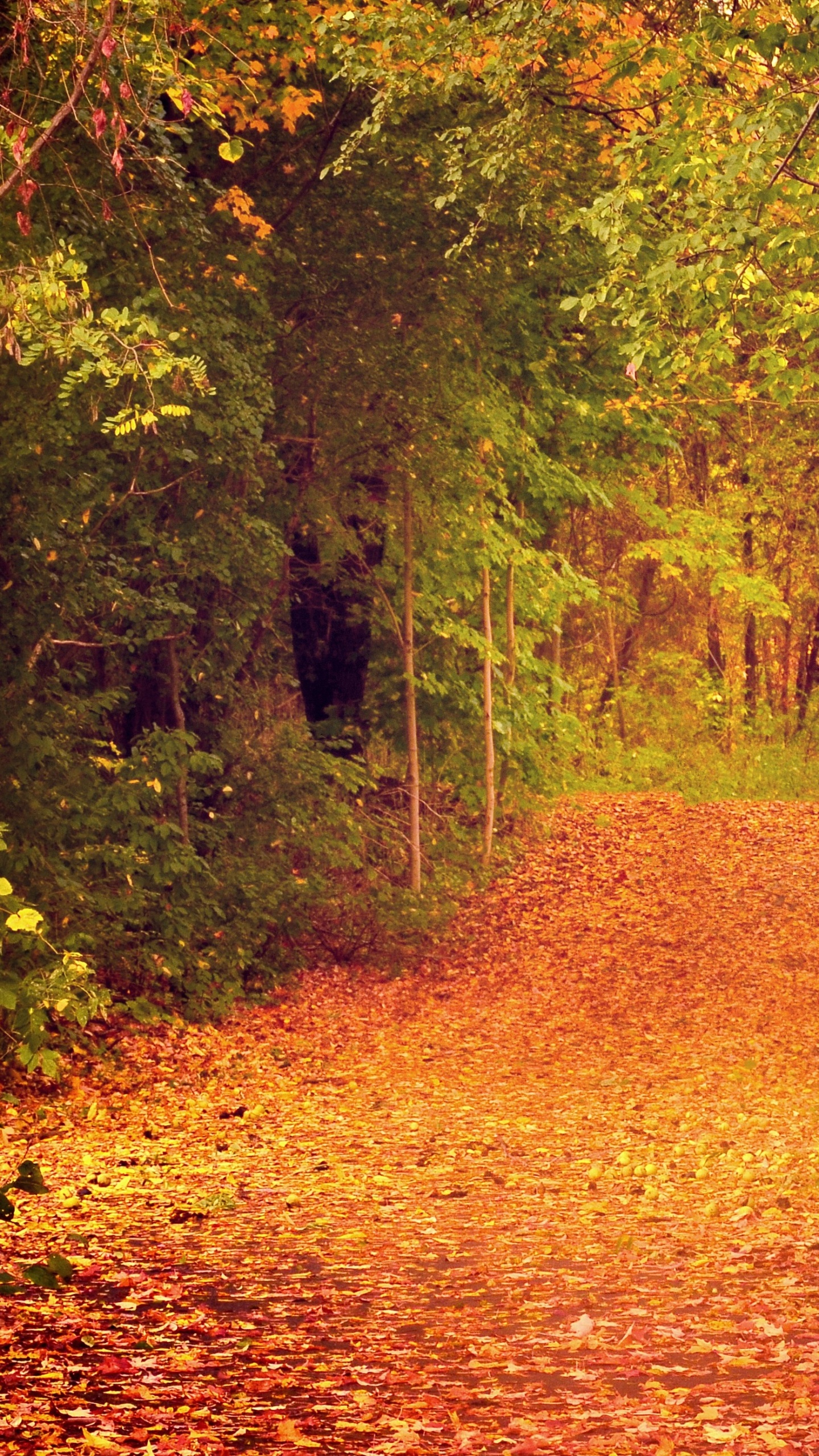 Brown Leaves on The Ground. Wallpaper in 1440x2560 Resolution