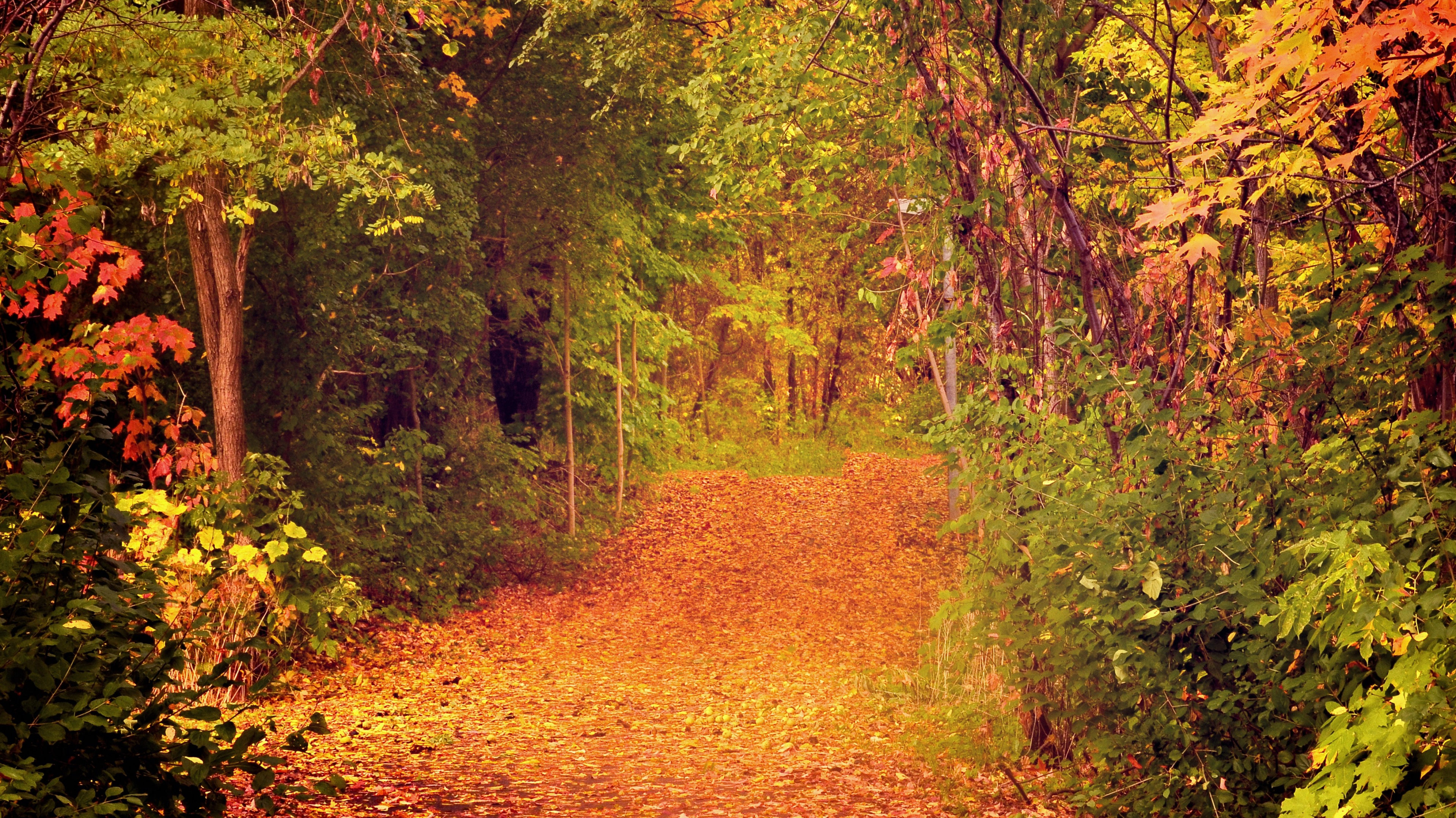 Brown Leaves on The Ground. Wallpaper in 3840x2160 Resolution