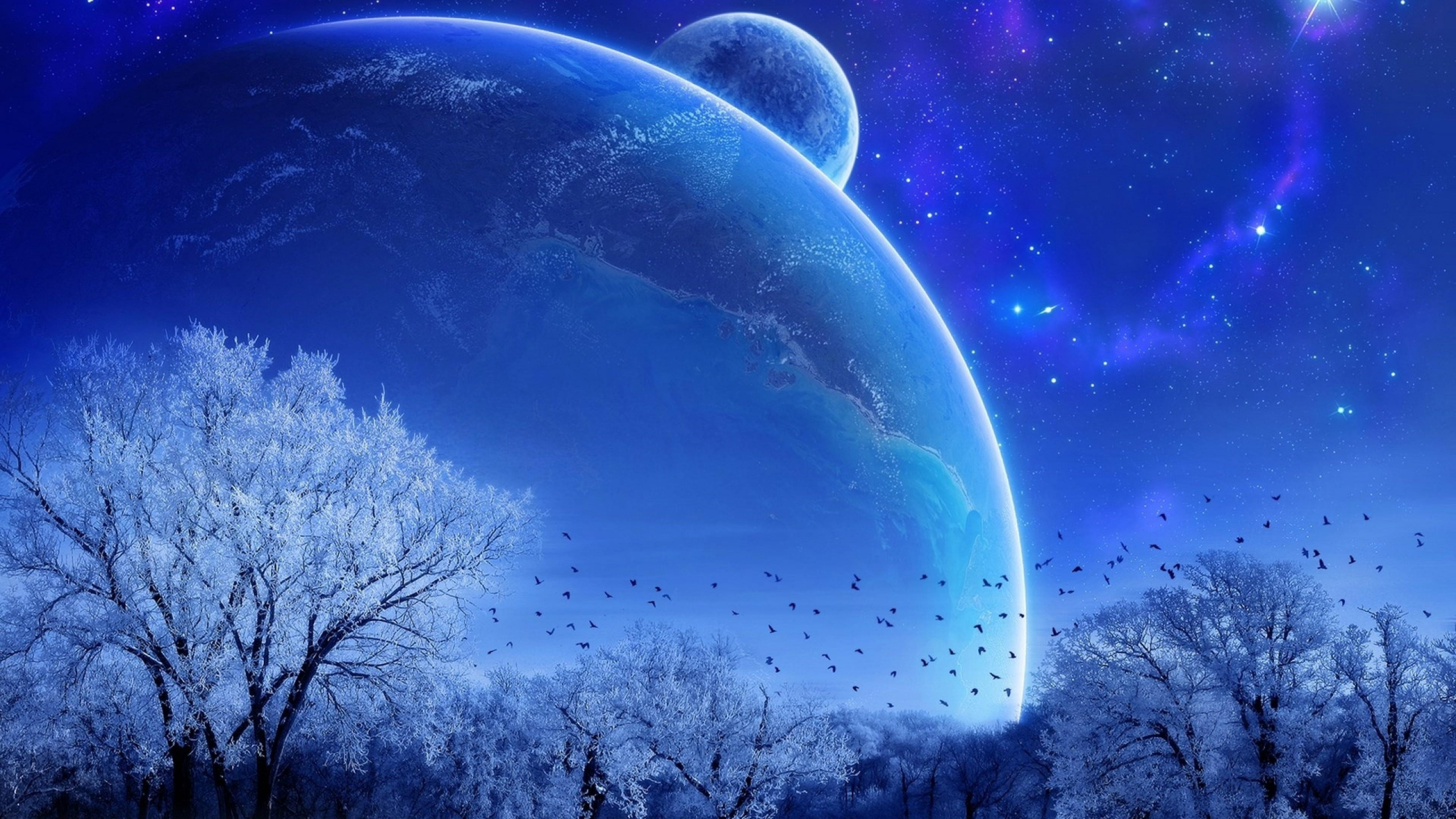 Árboles Desnudos Bajo un Cielo Azul Con Estrellas Durante la Noche. Wallpaper in 2560x1440 Resolution