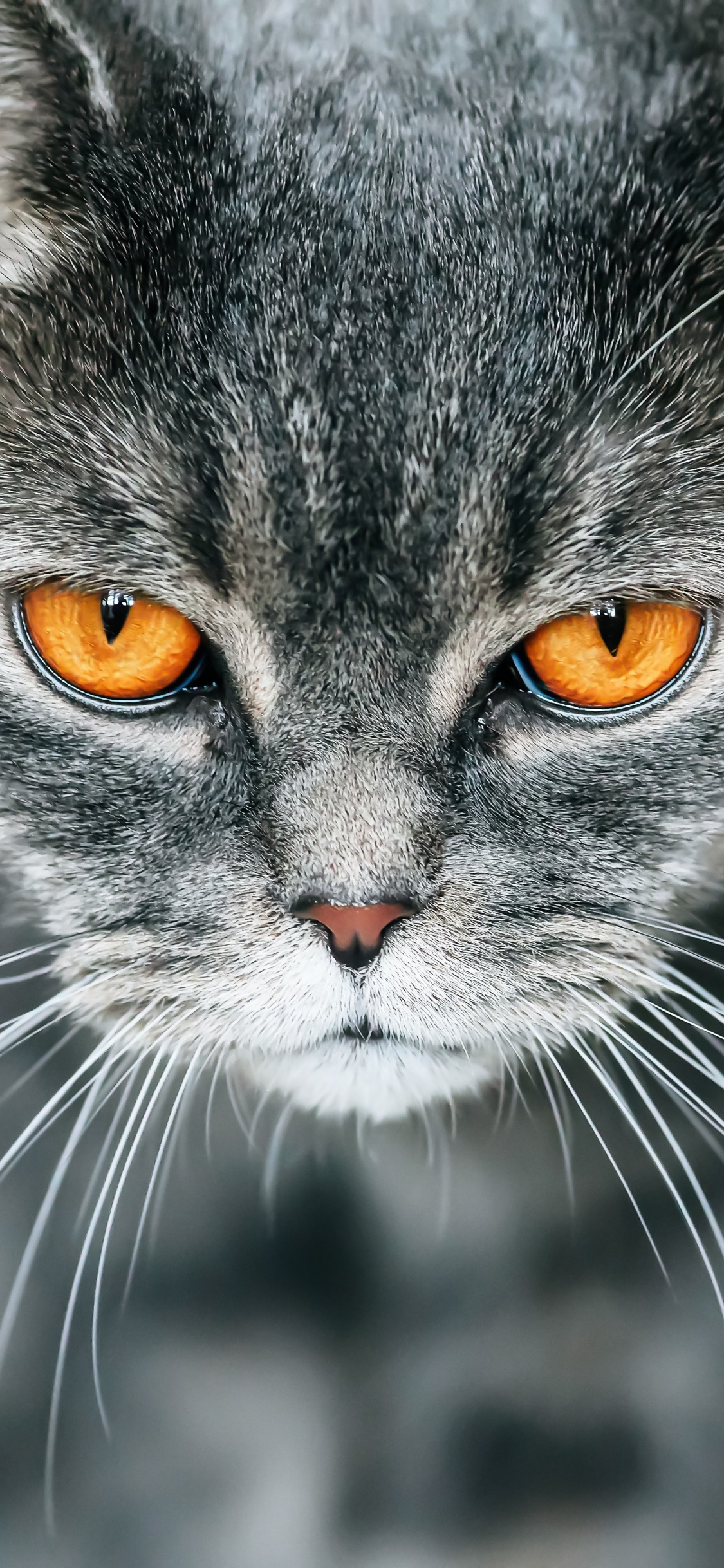 Schwarz-Weiß-Katze in Nahaufnahmen. Wallpaper in 1125x2436 Resolution