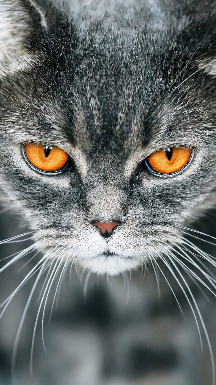 Schwarz-Weiß-Katze in Nahaufnahmen. Wallpaper in 750x1334 Resolution