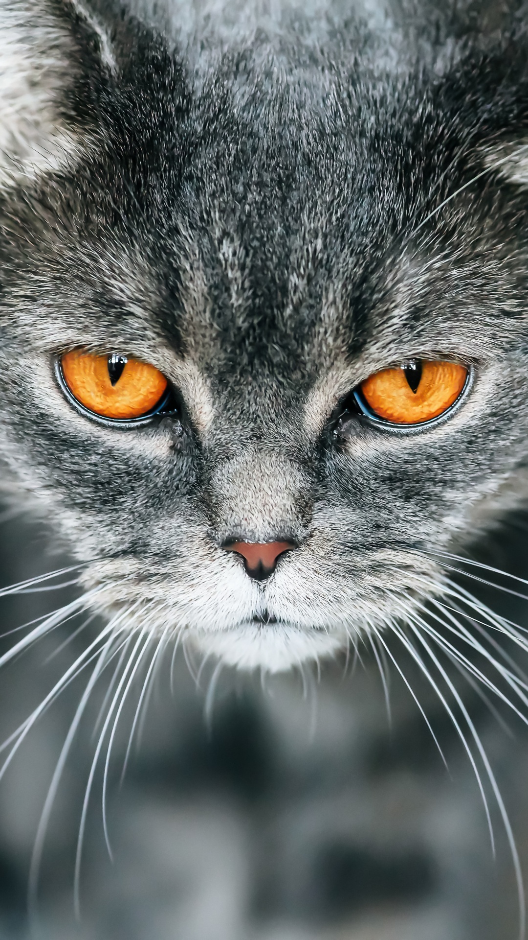 Chat Noir et Blanc en Photographie Rapprochée. Wallpaper in 1080x1920 Resolution