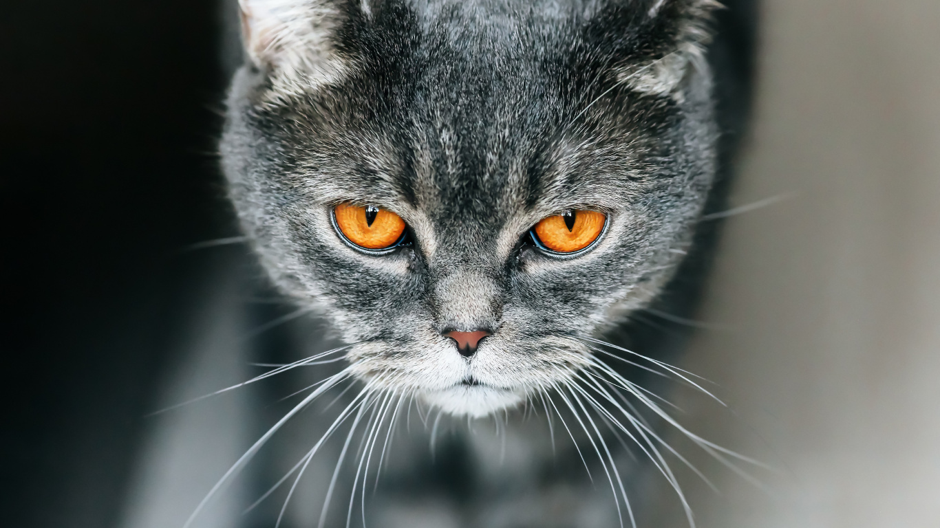 Chat Noir et Blanc en Photographie Rapprochée. Wallpaper in 1366x768 Resolution