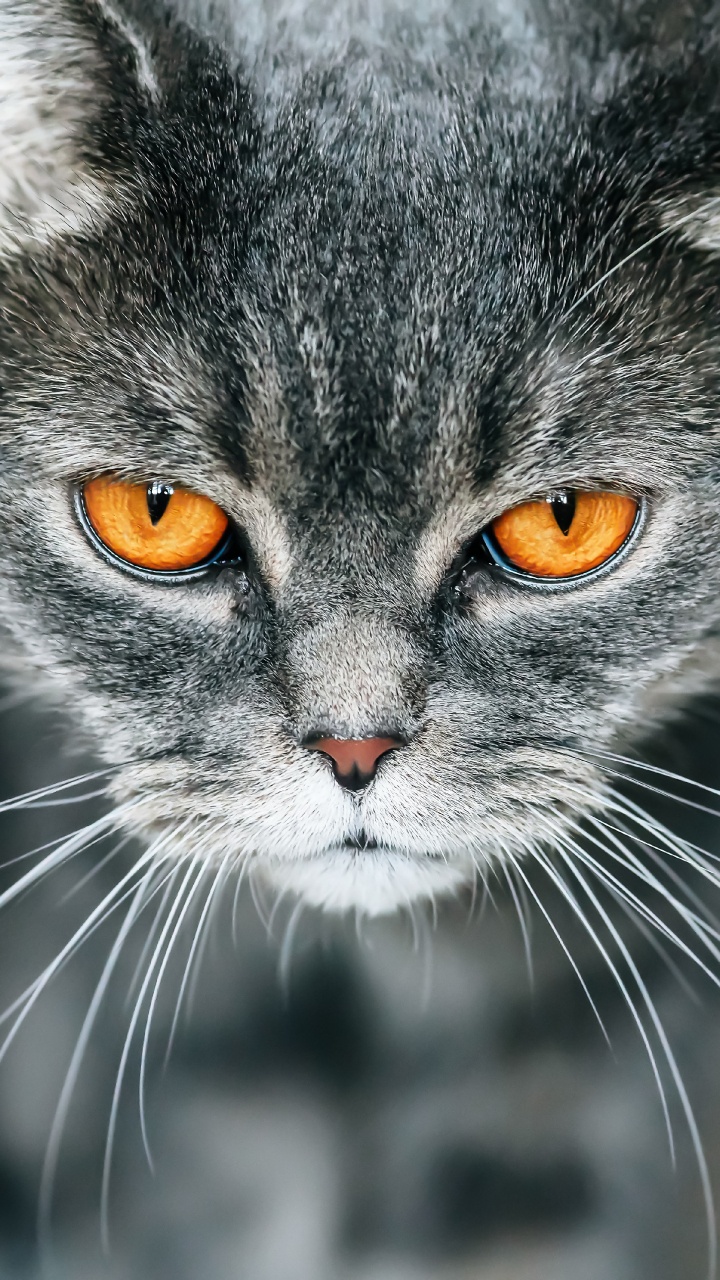 Chat Noir et Blanc en Photographie Rapprochée. Wallpaper in 720x1280 Resolution