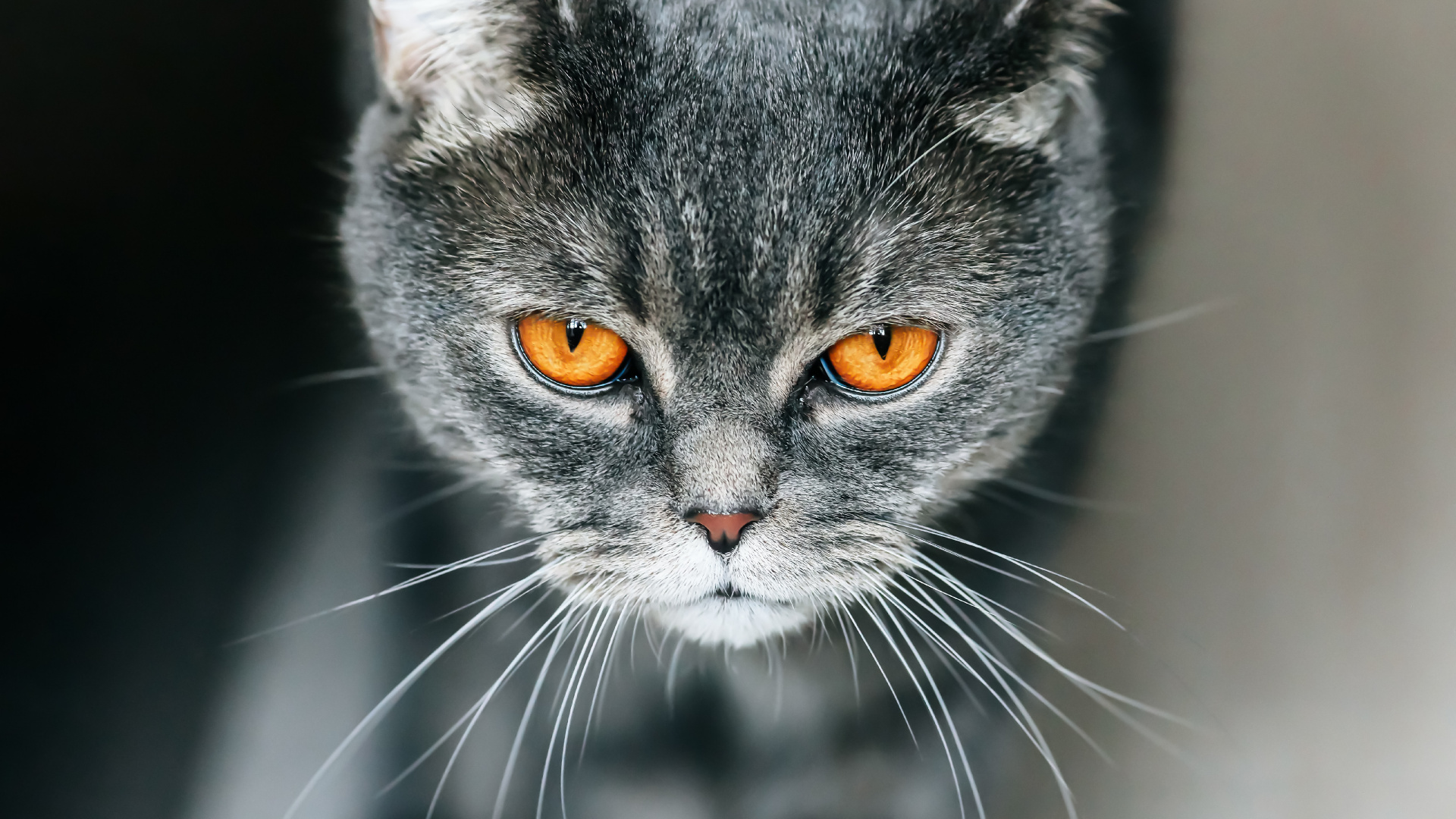 Black and White Cat in Close up Photography. Wallpaper in 1920x1080 Resolution