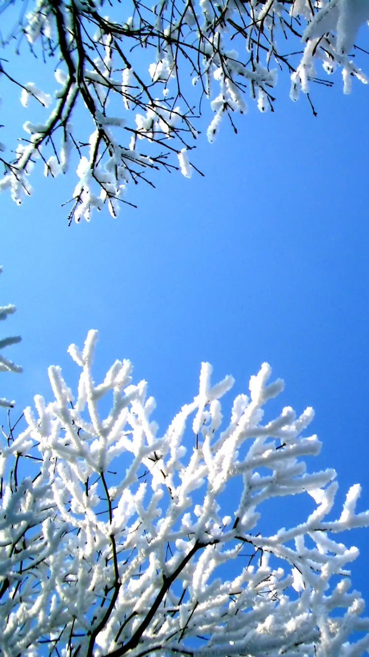 White Leaves on Tree Branch Under Blue Sky During Daytime. Wallpaper in 750x1334 Resolution