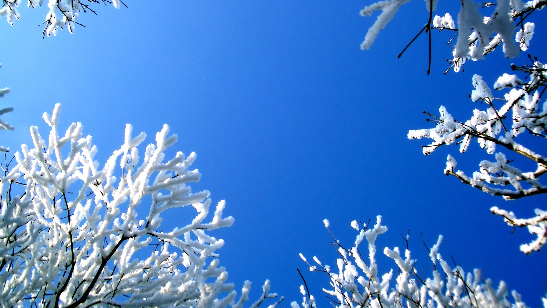 冬天, 冻结, 树枝, 开花, 一天 壁纸 1920x1080 允许