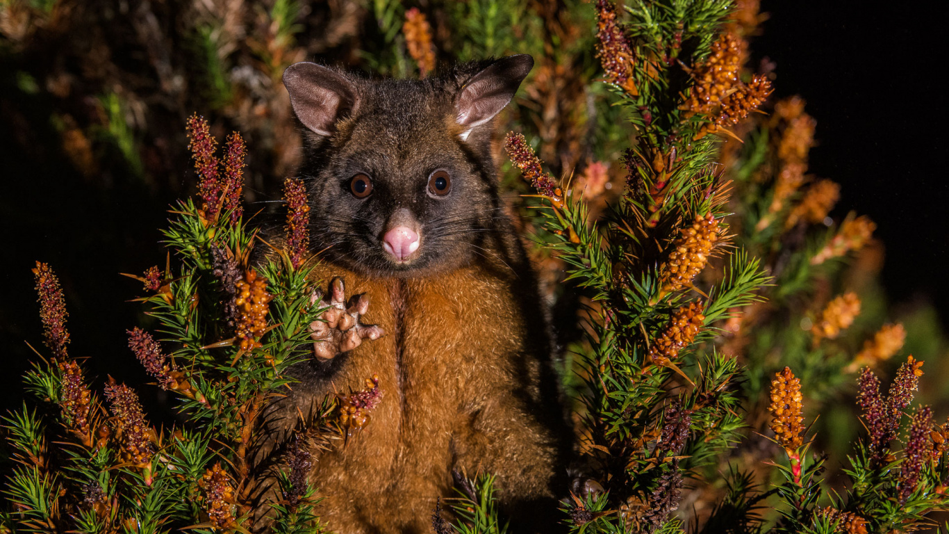 Brauner Und Schwarzer Fuchs Auf Grünem Gras. Wallpaper in 1366x768 Resolution